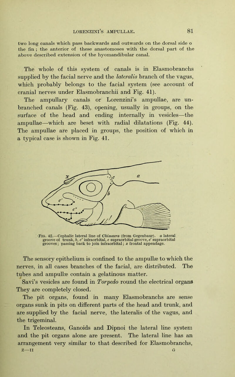 two long canals which pass backwards and outwards on the dorsal side o the fin ; the anterior of these anastomoses with the dorsal part of the above described extension of the hyomandibular canal. The whole of this system of canals is in Elasmobranchs supplied by the facial nerve and the lateralis branch of the vagus, which probably belongs to the facial system (see account of cranial nerves under Elasmobranchii and Fig. 41). The ampullary canals or Lorenzini’s ampullae, are un- branched canals (Fig. 43), opening, usually in groups, on the surface of the head and ending internally in vesicles—the ampullae—which are beset with radial dilatations (Fig. 44). The ampullae are placed in groups, the position of which in a typical case is shown in Fig. 41. •Flo. 42.—Cephalic lateral line of Chimaera (from Gegenbaur). a lateral groove of trunk, b, c infraorbital, c supraorbital groove, c' supraorbital grooves; passing back to join infraorbital; x frontal appendage. The sensory epithelium is confined to the ampullae to which the nerves, in all cases branches of the facial, are distributed. The tubes and ampullae contain a gelatinous matter. Savi’s vesicles are found in Torpedo round the electrical organs They are completely closed. The pit organs, found in many Elasmobranchs are sense organs sunk in pits on different parts of the head and trunk, and are supplied by the facial nerve, the lateralis of the vagus, and the trigeminal. In Teleosteans, Ganoids and Dipnoi the lateral line system and the pit organs alone are present. The lateral line has an arrangement very similar to that described for Elasmobranchs, Z—II G