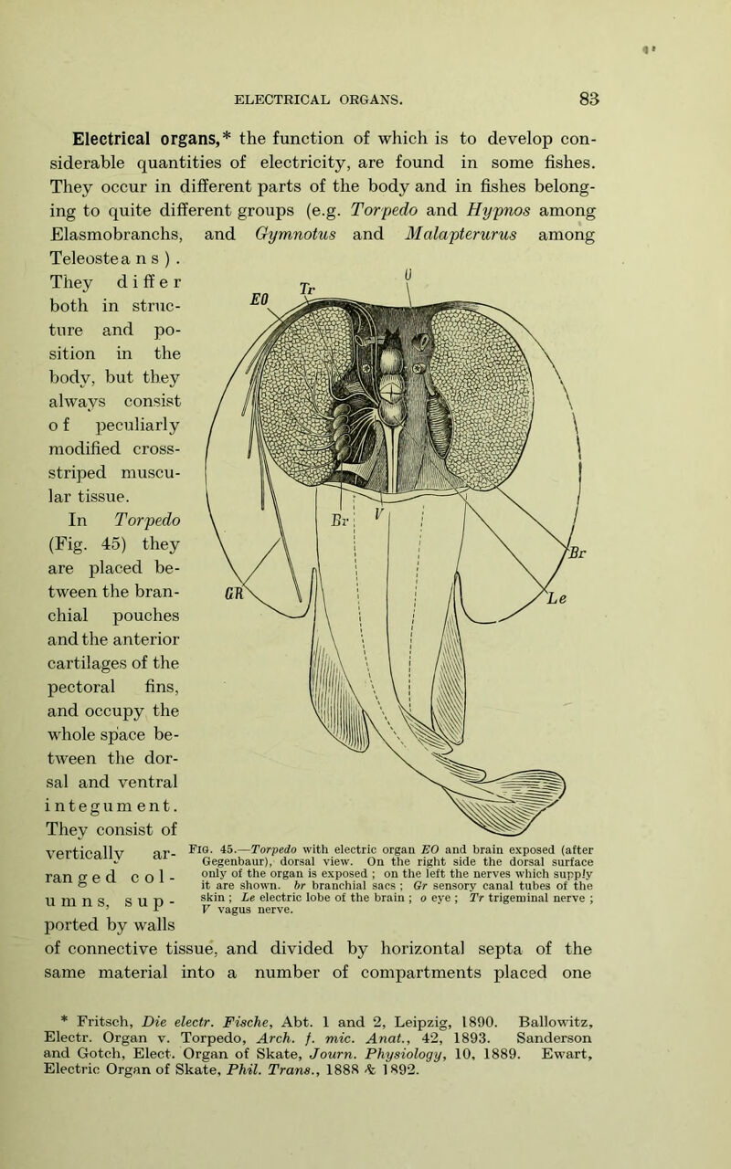 Electrical organs,* the function of which is to develop con- siderable quantities of electricity, are found in some fishes. They occur in different parts of the body and in fishes belong- ing to quite different groups (e.g. Torpedo and Hypnos among Elasmobranchs, and Gymnotus and Malapterurus among Teleostea ns). They differ both in struc- ture and po- sition in the body, but they always consist o f peculiarly modified cross- striped muscu- lar tissue. In Torpedo (Fig. 45) they are placed be- tween the bran- chial pouches and the anterior cartilages of the pectoral fins, and occupy the whole spiace be- tween the dor- sal and ventral integument. They consist of vertically ar- ran g e d col- umns, s u p - ported by walls of connective tissue, and divided by horizontal septa of the same material into a number of compartments placed one Fig. 45.—Torpedo with electric organ EO and brain exposed (after Gegenbaur), dorsai view. On the right side the dorsal surface only of the organ is exposed ; on the left the nerves which supply it are shown, br branchial sacs ; Or sensory canal tubes of the skin ; Le electric lobe of the brain ; o eye ; Tr trigeminal nerve ; V vagus nerve. * Fritsch, Die electr. Fische, Abt. 1 and 2, Leipzig, 1890. Ballowitz, Electr. Organ v. Torpedo, Arch. f. mic. Anat., 42, 1893. Sanderson and Gotch, Elect. Organ of Skate, Journ. Physiology, 10, 1889. Ewart, Electric Organ of Skate, Phil. Trans., 1888 1892.
