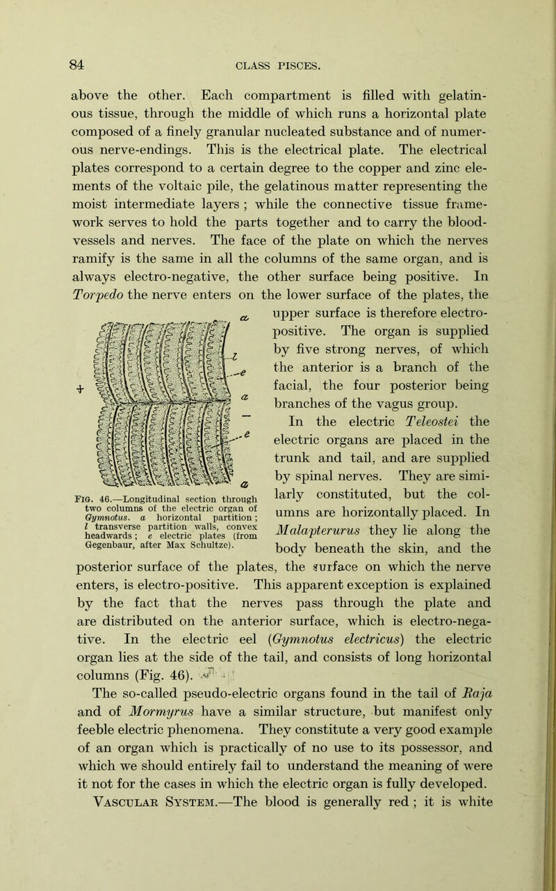 above the otlier. Each compartment is filled with gelatin- ous tissue, through the middle of which runs a horizontal plate composed of a finely granular nucleated substance and of numer- ous nerve-endings. This is the electrical plate. The electrical plates correspond to a certain degree to the copper and zinc ele- ments of the voltaic pile, the gelatinous matter representing the moist intermediate layers ; while the connective tissue frame- work serves to hold the parts together and to carry the blood- vessels and nerves. The face of the plate on which the nerves ramify is the same in all the columns of the same organ, and is always electro-negative, the other surface being positive. In Torpedo the nerve enters on the lower surface of the plates, the upper surface is therefore electro- positive. The organ is supplied by five strong nerves, of which the anterior is a branch of the facial, the four posterior being branches of the vagus group. In the electric Teleostei the electric organs are placed in the trunk and tail, and are supplied by spinal nerves. They are simi- larly constituted, but the col- umns are horizontally placed. In Malapterurus they lie along the body beneath the skin, and the posterior surface of the plates, the surface on which the nerve enters, is electro-positive. This apparent exception is explained by the fact that the nerves pass through the plate and are distributed on the anterior surface, which is electro-nega- tive. In the electric eel {Gymnotus electricus) the electric organ lies at the side of the tail, and consists of long horizontal columns (Fig. 46). ’ The so-called pseudo-electric organs found in the tail of Baja and of Mormyrus have a similar structure, but manifest only feeble electric phenomena. They constitute a very good examiile of an organ which is practically of no use to its possessor, and which we should entirely fail to understand the meaning of were it not for the cases in which the electric organ is fully developed. Vascular System.—The blood is generally red; it is white Fig. 46.—Longitudinal section through two columns of the electric organ of Gymnotus. a horizontal partition; I transverse partition walls, convex headwards; e electric plates (from Gegenbaur, after Max Schultze).