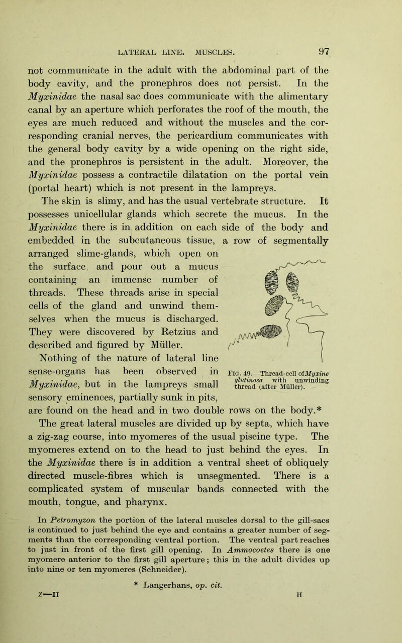not communicate in the adult with the abdominal part of the body cavity, and the pronephros does not persist. In the Myxinidae the nasal sac does communicate with the alimentary canal by an aperture which perforates the roof of the mouth, the eyes are much reduced and without the muscles and the cor- responding cranial nerves, the pericardium communicates with the general body cavity by a wide opening on the right side, and the pronephros is persistent in the adult. Moreover, the Myxinidae possess a contractile dilatation on the portal vein (portal heart) which is not present in the lampreys. The skin is slimy, and has the usual vertebrate structure. It possesses unicellular glands which secrete the mucus. In the Myxinidae there is in addition on each side of the body and embedded in the subcutaneous tissue, a row of segmentally arranged slime-glands, which open on the surface and pour out a mucus containing an immense number of threads. These threads arise in special cells of the gland and unwind them- selves when the mucus is discharged. They were discovered by Retzius and described and figured by Muller. Nothing of the nature of lateral line sense-organs has been observed in Myxinidae, but in the lampreys small sensory eminences, partially sunk in pits, are found on the head and in two double rows on the body.* The great lateral muscles are divided up by septa, which have a zig-zag course, into myomeres of the usual piscine type. The myomeres extend on to the head to just behind the eyes. In the Myxinidae there is in addition a ventral sheet of obliquely directed muscle-fibres which is unsegmented. There is a complicated system of muscular bands connected with the mouth, tongue, and pharynx. In Petromyzon the portion of the lateral muscles dorsal to the gill-sacs is continued to just behind the eye and contains a greater number of seg- ments than the corresponding ventral portion. The ventral part reaches to just in front of the first gill opening. In Ammocoetes there is one myomere anterior to the first gill aperture; this in the adult divides up into nine or ten myomeres (Schneider). * Langerhans, op. cit. Fig. 49.—Thread-cell otMyxine glutinosa with unwinding thread (after Muller). Z—II H