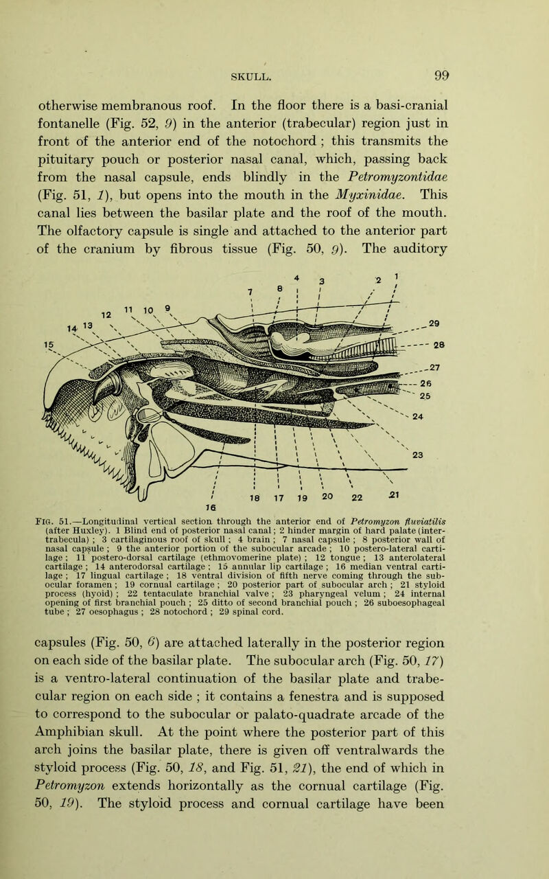 otherwise membranous roof. In the floor there is a basi-cranial fontanelle (Fig. 52, 9) in the anterior (trabecular) region just in front of the anterior end of the notochord ; this transmits the pituitary pouch or posterior nasal canal, which, passing back from the nasal capsule, ends blindly in the Petromyzontidae (Fig. 51, i), but opens into the mouth in the Myxinidae. This canal lies between the basilar plate and the roof of the mouth. The olfactory capsule is single and attached to the anterior part of the cranium by fibrous tissue (Fig. 50, 9). The auditory Fig. 51.—Longituiiinal vertical sectioa through the anterior end of Petromyzon fluviatilis (after Huxley). 1 Blind end of posterior nasal canal; 2 hinder margin of hard palate (inter- trabecula) ; 3 cartilaginous roof of skull ; 4 brain; 7 nasal capsule ; 8 posterior wall of nasal capsule ; 9 the anterior portion of the subocular arcade; 10 postero-lateral carti- lage: 11 postero-dorsal cartilage (ethmovomerine plate); 12 tongue; 13 anterolateral cartilage ; 14 anterodorsal cartilage ; 15 annular lip cartilage ; 16 median ventral carti- lage ; 17 lingual cartilage ; 18 ventral division of fifth nerve coming through the sub- ocular foramen; 19 cornual cartilage; 20 posterior part of subocular arch ; 21 styloid process (hyoid) ; 22 tentaculate branchial valve; 23 pharyngeal velum; 24 internal opening of first branchial pouch ; 25 ditto of second branchial pouch ; 26 suboesophageal tube ; 27 oesophagus ; 28 notochord ; 29 spinal cord. capsules (Fig. 50, 6) are attached laterally in the posterior region on each side of the basilar plate. The subocular arch (Fig. 50, 17) is a ventro-lateral continuation of the basilar plate and trabe- cular region on each side ; it contains a fenestra and is supposed to correspond to the subocular or palato-quadrate arcade of the Amphibian skull. At the point where the posterior part of this arch joins the basilar plate, there is given off ventralwards the styloid process (Fig. 50, 18, and Fig. 51, 31), the end of which in Petromyzon extends horizontally as the cornual cartilage (Fig. 50, 19). The styloid process and cornual cartilage have been