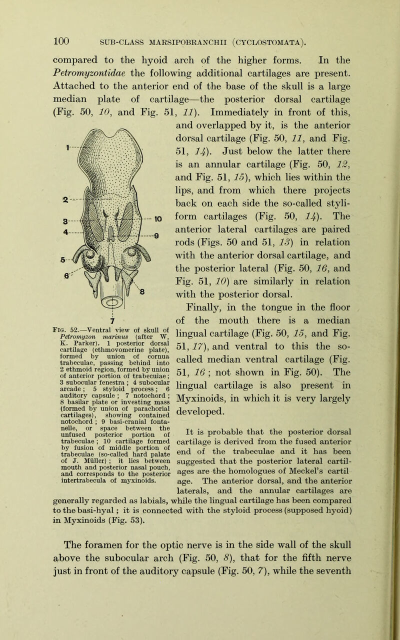 compared to the hyoid arch of the higher forms. In the Petromyzontidae the following additional cartilages are present. Attached to the anterior end of the base of the skull is a large median plate of cartilage—the posterior dorsal cartilage (Fig. 50, 10, and Fig. 51, 11). Immediately in front of this. and overlapped by it, is the anterior dorsal cartilage (Fig. 50, 11, and Fig. 51, 14)- Just below the latter there is an annular cartilage (Fig. 50, 1^, and Fig. 51, 15), which lies within the lips, and from which there projects back on each side the so-called styli- form cartilages (Fig. 50, ij). The anterior lateral cartilages are paired rods (Figs. 50 and 51, 13) in relation with the anterior dorsal cartilage, and the posterior lateral (Fig. 50, 16, and Fig. 51, 10) are similarly in relation with the posterior dorsal. Finally, in the tongue in the floor of the mouth there is a median Fig. 52.—Ventral view o{ skull of Petromyzon marinus (after W, K. Parker). 1 posterior dorsal cartilage (ethmovomerine plate), formed by union of cornua trabeculae, passing behind into 2 ethmoid region, formed by union of anterior portion of trabeculae; 3 subocular fenestra ; 4 subocular arcade; 5 styloid process; 6 auditory capsule ; 7 notochord ; 8 basilar plate or investing mass (formed by union of parachorial cartilages), showing contained notochord ; 9 basi-cranial fonta- nelle, or space between the unfused posterior portion of trabeculae; 10 cartilage formed by fusion of middle portion of trabeculae (so-called hard palate of J. Muller) ; it lies between mouth and posterior nasal pouch, and corresponds to the posterior intertrabecula of myxinoids. lingual cartilage (Fig. 50, 15, and Fig. 51,17), and ventral to this the so- called median ventral cartilage (Fig. 51, 16 ; not shown in Fig. 50). The lingual cartilage is also present in Myxinoids, in which it is very largely developed. It is probable that the posterior dorsal cartilage is derived from the fused anterior end of the trabeculae and it has been suggested that the posterior lateral cartil- ages are the homologues of Meckel’s cartil age. The anterior dorsal, and the anterior laterals, and the annular cartilages are generally regarded as labials, while the lingual cartilage has been compared to the basi-hyal ; it is connected with the styloid process (supposed hyoid) in Myxinoids (Fig. 53). The foramen for the optic nerve is in the side wall of the skull above the subocular arch (Fig. 50, 8), that for the fifth nerve just in front of the auditory capsule (Fig. 50, 7), while the seventh