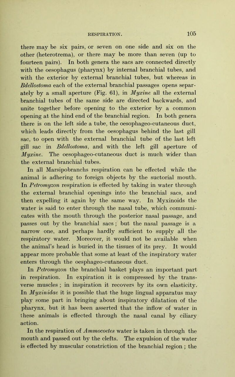 there may be six pairs, or seven on one side and six on the other (heterotrema), or there may be more than seven (up to fourteen pairs). In both genera the sacs are connected directly with the oesophagus (pharynx) by internal branchial tubes, and with the exterior by external branchial tubes, but whereas in Bdellostoma each of the external branchial passages opens separ- ately by a small aperture (Fig. 61), in Myxine all the external branchial tubes of the same side are directed backwards, and unite together before opening to the exterior by a common opening at the hind end of the branchial region. In both genera there is on the left side a tube, the oesophageo-cutaneous duct, which leads directly from the oesophagus behind the last gill sac, to open with the external branchial tube of the last left gill sac in Bdellostoma, and with the left gill aperture of Myxine. The oesophageo-cutaneous duct is much wider than the external branchial tubes. In all Marsipobranchs respiration can be effected while the animal is adhering to foreign objects by the suctorial mouth. In Petromyzon respiration is effected by taking in water through the external branchial openings into the branchial sacs, and then expelling it again by the same way. In Myxinoids the water is said to enter through the nasal tube, which communi- cates with the mouth through the posterior nasal passage, and passes out by the branchial sacs ; but the nasal passage is a narrow one, and perhaps hardly sufficient to supply all the respiratory water. Moreover, it would not be available when the animal’s head is buried in the tissues of its prey. It would appear more probable that some at least of the inspiratory water enters through the oesphageo-cutaneous duct. In Petromyzon the branchial basket plays an important part in respiration. In expiration it is compressed by the trans- verse muscles ; in inspiration it recovers by its own elasticity. In Myxinidae it is possible that the huge lingual apparatus may play some part in bringing about inspiratory dilatation of the pharynx, but it has been asserted that the inflow of water in these animals is effected through the nasal canal by ciliary action. In the respiration of Ammocoetes water is taken in through the mouth and passed out by the clefts. The expulsion of the water is effected by muscular constriction of the branchial region ; the