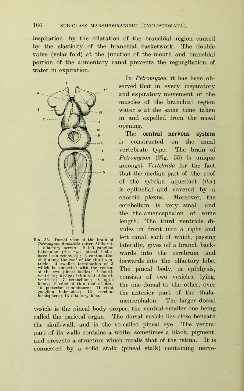 inspiration by the dilatation of the branchial region caused by the elasticity of the branchial basketwork. The double valve (velar fold) at the junction of the mouth and branchial portion of the alimentary canal prevents the regurgitation of water in expiration. 1 Flo. 55.—Dorsal view o£ the brain of Petromyzon fiumatUis (after Ahlborn). 1 olfactory nerves ; 2 left ganglion habenulae (the two pineal bodies have been removed) ; 3 continuation of 2 along the roof of the third ven- tricle ; 4 swollen termination of .3 which is connected with the ventral of the two pineal bodies ; 5 fourth ventricle ; 6 edge of thin roof of fourth ventricle; 7 cerebellum; 8 optic lobes ; 9 edge of thin roof of iter; 10 posterior commissure; 11 right ganglion habenulae; 12 cerebral hemisphere ; 13 olfactory lobe. In Petromyzon it has been ob- served tliat in every inspiratory and expiratory movement of the muscles of the branchial region water is at the same time taken in and expelled from the nasal opening. The central nervous system is constructed on the usual vertebrate type. The brain of Petromyzon (Fig. 55) is unique amongst Vertebrata for the fact that the median part of the roof of the sylvian aqueduct {iter) is epithelial and covered by a choroid plexus. Moreover, the cerebellum is very small, and the thalamencephalon of some length. The third ventricle di- vides in front into a right and left canal, each of which, passing laterally, gives off a branch back- wards into the cerebrum and forwards into the olfactory lobe. The pineal body, or epiphysis, consists of two vesicles, lying, the one dorsal to the other, over the anterior part of the thala- mencephalon. The larger dorsal vesicle is the pineal body proper, the ventral smaller one being called the parietal organ. The dorsal vesicle lies close beneath the skull-wall, and is the so-called pineal eye. The ventral part of its walls contains a white, sometimes a black, pigment, and presents a structure which recalls that of the retina. It is connected by a solid stalk (pineal stalk) containing nerve-