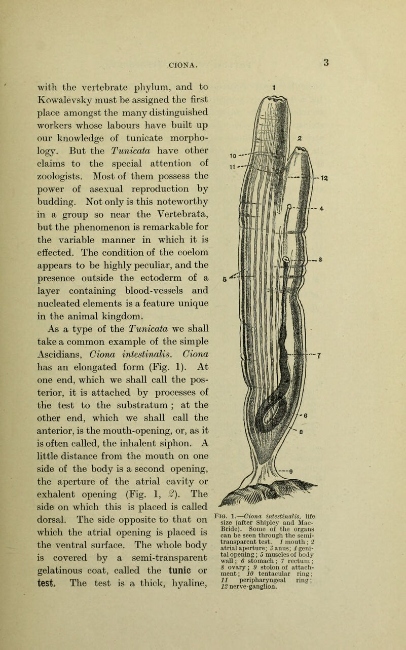 CIGNA. with the vertebrate pliylum, and to Kowalevsky must be assigned the first place amongst the many distinguished workers whose labours have built up our knowledge of tunicate morpho- logy. But the Tunicata have other claims to the special attention of zoologists. Most of them possess the power of asexual reproduction by budding. Not only is this noteworthy in a group so near the Vertebrata, but the phenomenon is remarkable for the variable manner in which it is effected. The condition of the coelom appears to be highly peculiar, and the presence outside the ectoderm of a layer containing blood-vessels and nucleated elements is a feature unique in the animal kingdom. As a type of the Tunicata we shall take a common example of the simple Ascidians, Ciona intestinalis. dona has an elongated form (Fig. 1). At one end, which we shall call the pos- terior, it is attached by processes of the test to the substratum ; at the other end, which we shall call the anterior, is the mouth-opening, or, as it is often called, the inhalent siphon. A little distance from the mouth on one side of the body is a second opening, the aperture of the atrial cavity or exhalent opening (Fig. 1, S). The side on which this is placed is called dorsal. The side opposite to that on which the atrial opening is placed is the ventral surface. The whole body is covered by a semi-transparent gelatinous coat, called the tunic or test. The test is a thick, hyaline. 1 Flo. 1.—Ciona intestinal is, life size (after Shipley and Mac- Bride). Some of the organs can be seen through the semi- transparent test. 1 mouth ; 2 atrial aperture; 3 anus; ^ geni- tal opening; 5 muscles of body wall; 6 stomach ; 7 rectum ; 8 ovary; 9 stolon of attach- ment ; 10 tentacular ring; 11 peripharyngeal ring; 12 nerve-ganglion.