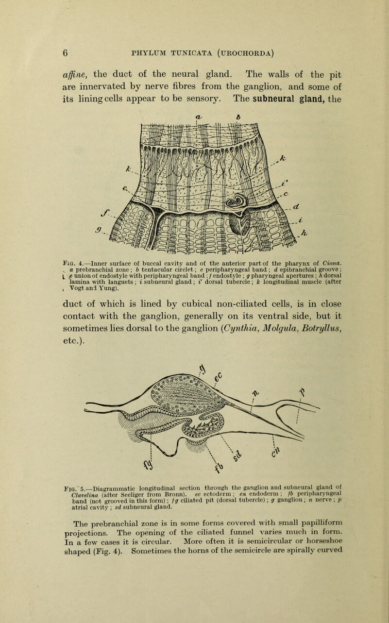 affine, the duct of the neural gland. The walls of the pit are innervated by nerve fibres from the ganglion, and some of its lining cells appear to be sensory. The subneural gland, the <v b PiO. 4.—Inner surface of buccal cavity and of the anterior part of the pharynx of Ciona. ^ a prebranchial zone ; b tentacular circlet; c peripharyngeal band ; d epibranchial groove : t p union of endostyle with peripharyngeal band ; / endostyle ; g pharyngeal apertures ; h dorsal lamina with languets ; i subneural gland; i' dorsal tubercle; k longitudinal muscle (after 1 Vogt and Yung). duct of which is lined by cubical non-cihated cells, is in close contact with the ganglion, generally on its ventral side, but it sometimes lies dorsal to the ganglion {Cynthia, Molgula, Botryllus, etc.). Fig.' 5.—Diagrammatic longitudinal section through the ganglion and subneural gland of ClaveKna (after Seeliger from Broun), ee ectoderm ; en eudoderm ; 1b peripharyngeal band (not grooved in this form); fg ciliated pit (dorsal tubercle); g ganglion ; n nerve ; p atrial cavity ; sd subneural gland. The prebranchial zone is in some forms covered with small papilliform projections. The opening of the ciliated funnel varies much in form. In a few cases it is circular. More often it is semicircular or horseshoe shaped (Fig. 4). Sometimes the horns of the semicircle are spirally curved