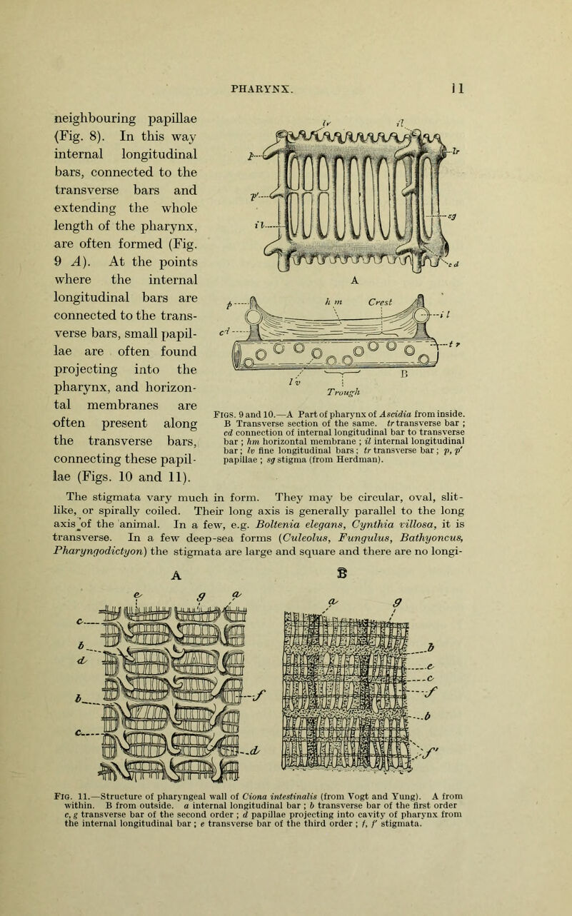 neighbouring papillae (Fig. 8). In this way internal longitudinal bars, connected to the transverse bars and extending the whole length of the pharynx, are often formed (Fig. Q A). At the points where the internal longitudinal bars are connected to the trans- verse bars, small papil- lae are often found projecting into the pharynx, and horizon- tal membranes are often present along the transverse bars, connecting these papil- lae (Figs. 10 and 11). Fios. 9 and 10.—A Part of pharynx of Ascidia from inside. B Transverse section of the same, fr transverse bar ; cd connection of internal longitudinal bar to transverse bar ; hm horizontal membrane ; il internal longitudinal bar; Iv fine longitudinal bars ; tr transverse bar; p, p' papillae ; sj stigma (from Herdman). The stigmata vary much in form. They may be circular, oval, slit- like, or spirally coiled. Their long axis is generally parallel to the long axis^of the animal. In a few, e.g. BoUenia elegans, Cynthia villosa, it is transverse. In a few deep-sea forms (Culeolus, Fungulus, Bathyoncus, Pharyngodictyon) the stigmata are large and square and there are no longi- Fig. H.—Structure of pharyngeal wall of Ciona intestinalis (from Vogt and Yung). A from within. B from outside, a internal longitudinal bar ; b transverse bar of the first order c, g transverse bar of the second order ; d papillae projecting into cavity of pharynx from the internal longitudinal bar; e transverse bar of the third order ; /, /' stigmata.