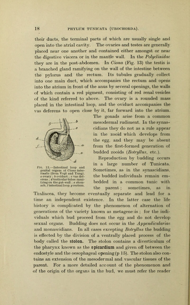 their ducts, the terminal parts of which are usually single and open into the atrial cavity. The ovaries and testes are generally placed near one another and contained either amongst or near the digestive viscera or in the mantle wall. In the Polyclinidae they are in the post-abdomen. In dona (Fig. 13) the testis is a branched gland ramifying on the wall of the intestine between the pylorus and the rectum. Its tubules gradually collect into one main duct, which accompanies the rectum and opens into the atrium in front of the anus by several openings, the walls of which contain a red pigment, consisting of red renal vesicles of the kind referred to above. The ovary is a rounded mass placed in the intestinal loop, and the oviduct accompanies the vas deferens to open close by it, far forward into the atrium. The gonads arise from a common mesodermal rudiment. In the synas- cidians they do not as a rule appear in the zooid which develops from the egg, and they may be absent from the first-formed generation of budded zooids {Botryllus, etc.). Reproduction by budding occurs in a large number of Tunicata. Sometimes, as in the synascidians. the budded individuals remain em- bedded in a common tunic with the parent ; sometimes, as in Thaliacea, they become eventually separate and lead for a time an independent existence. In the latter case the life history is complicated by the phenomenon of alternation of generations of the variety known as metagene5is ; for the indi- viduals which bud proceed from the egg and do not develop sexual organs. Budding does not occur in the Appendiculariae and monascidians. In all cases excepting Botryllus the budding is effected by the division of a ventrally placed process of the body called the stolon. The stolon contains a diverticulum of the pharynx known as the epicardium and given off between the endostyle and the oesophageal opening (p 15). The stolon also con- tains an extension of the mesodermal and vascular tissues of the parent. For a more detailed account of the phenomenon and of the origin of the organs in the bud, we must refer the reader Fia. 13.—Intestinal loop and genital organs of Ciona intes- tinalis (from Vogt and Yung). a ovary ; 6 oviduct; c vas def- erens ; d testicular tubes rami- fying on the gut-wall ; e stom- ach; / intestinal loop; g rectum.