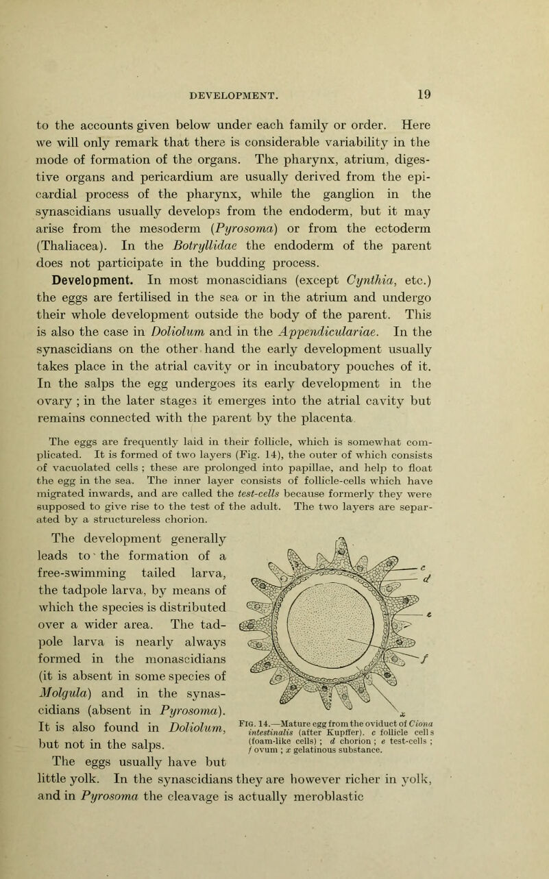 to tlie accounts given below under each family or order. Here we will only remark that there is considerable variability in the mode of formation of the organs. The pharynx, atrium, diges- tive organs and pericardium are usually derived from the epi- cardial process of the pharynx, while the ganglion in the synascidians usually develops from the endoderm, but it may arise from the mesoderm (Pyrosoma) or from the ectoderm (Thaliacea). In the Botryllidae the endoderm of the parent does not participate in the budding process. Development. In most monascidians (except Cynthia, etc.) the eggs are fertilised in the sea or in the atrium and undergo their whole development outside the body of the parent. This is also the case in Doliolum and in the Appendiculariae. In the synascidians on the other hand the early development usually takes place in the atrial cavity or in incubatory pouches of it. In the salps the egg undergoes its early development in the ovary ; in the later stages it emerges into the atrial cavity but remains connected with the parent by the placenta The eggs are frequently laid in their follicle, which is somewhat com- plicated. It is formed of two layers (Fig. 14), the outer of which consists of vacuolated cells ; these are prolonged into papillae, and help to float the egg in the sea. The inner layer consists of follicle-cells which have migrated inwards, and are called the test-cells because formerly they were supposed to give rise to the test of the adult. The two layers are separ- ated by a structureless chorion. The development generally leads to' the formation of a free-swimming tailed larva, the tadpole larva, by means of which the species is distributed over a wider area. The tad- ]3ole larva is nearly always formed in the monascidians (it is absent in some species of Molgula) and in the synas- cidians (absent in Pyrosoma). It is also found in Doliolum, but not in the salps. The eggs usually have but little yolk. In the synascidians they are however richer in yolk, and in Pyrosoma the cleavage is actually meroblastic Fig. 14.—Mature egg from the oviduct of Ciona iniestinalis (after Kupffer). c follicle cells (foam-like cells) ; d chorion ; e test-cells ; / ovum : X gelatinous substance.