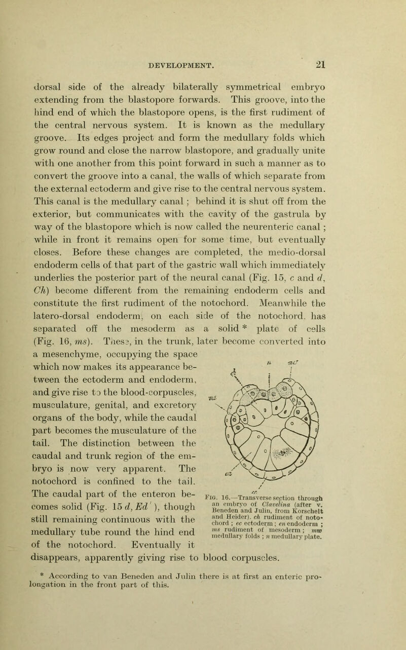 dorsal side of the already bilaterally symmetrical embryo extending from the blastopore forwards. This groove, into the bind end of which the blastopore opens, is the first rudiment of the central nervous system. It is known as the medullary groove. Its edges project and form the medullary folds which grow round and close the narrow blastopore, and gradually unite with one another from this point forward in such a manner as to convert the groove into a canal, the walls of which separate from the external ectoderm and give rise to the central nervous system. This canal is the medullary canal; behind it is shut off from the exterior, but communicates with the cavity of the gastrula by way of the blastopore which is now called the neurenteric canal; while in front it remains open for some time, but eventually closes. Before these changes are completed, the medio-dorsal endoderm cells of that part of the gastric wall whicli immediately underlies the posterior part of the neural canal (Fig. 15, c and d, Ch) become different from the remaining endoderm cells and constitute the first rudiment of the notochord. Meanwhile the latero-dorsal endoderm, on each side of the notochord, has separated off the mesoderm as a solid * plate of cells (Pig. 16, ms). These, in the trunk, later become converted into a mesenchyme, occupying the space which now makes its appearance be- tween the ectoderm and endoderm, and give rise to the blood-corpuscles, musculature, genital, and excretory organs of the body, while the caudal part becomes the musculature of the tail. The distinction between the caudal and trunk region of the em- bryo is now very apparent. The notochord is confined to the tail. The caudal part of the enteron be- comes solid (Fig. l5d,Ed ), though IJI'C still remaining continuous with the Fig. 16.—Transverse seption through an embryo of ClaveHna (after v. Beneden and JuUn, from Korschelt and Heider). ch rudiment of noto- chord ; ec ectoderm: en endoderm ; ms rudiment of mesoderm ; mvj mednllary folds ; n medullary plate. medullary tube round the hind end of the notochord. Eventually it disappears, apparently giving rise to blood corpuscles. * According to van Beneden and Julin there i.s at first an enteric pro- longation in tlie front part of this.