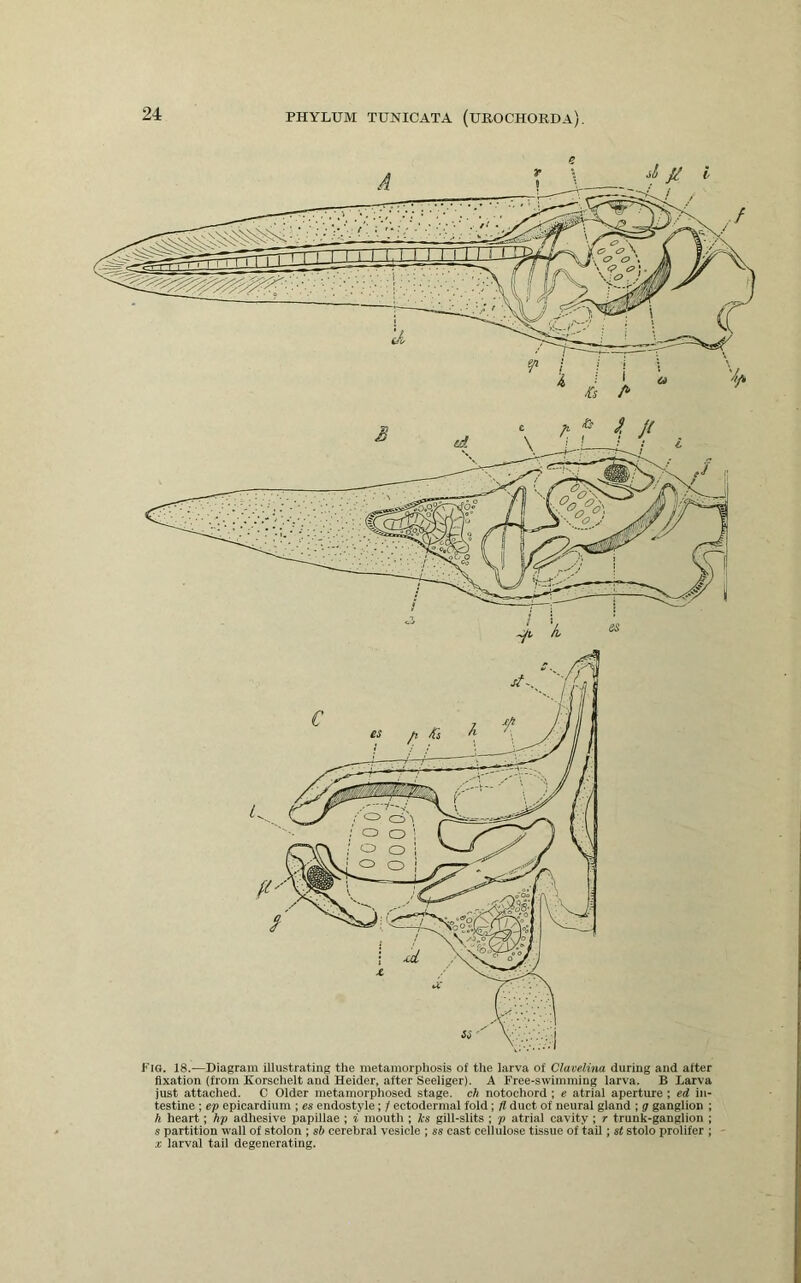 Fig. 18.—Diagram illustratiug the metamorphosis of the larva of Clamlina during and after fixation (from Korschelt and Heider, after Seeliger). A Free-swimming larva. B Larva just attached. C Older metamorphosed stage, ch notochord ; e atrial aperture; ed in- testine ; ep epicardium ; es endostyle; / ectodermal fold; fi duct of neural gland ; g ganglion ; h heart; hp adhesive papillae ; i mouth ; hs gill-slits ; p atrial cavity ; r trunk-ganglion ; s partition wall of stolon ; sb cerebral vesicle ; ss cast cellulose tissue of tail; st stolo prolifer ; X larval tail degenerating.