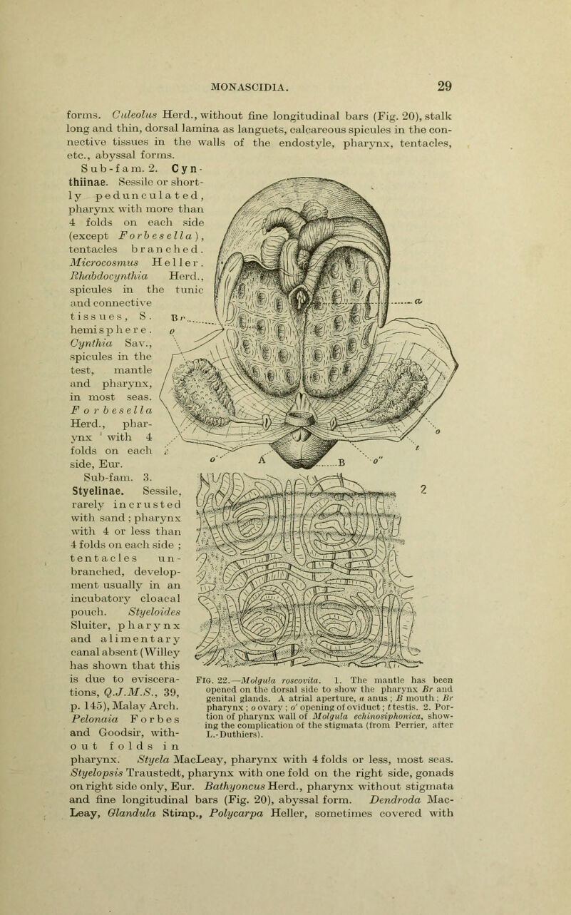 forms. Culeolus Herd., without fine longitudinal bars (Fig. 20), stalk long and thin, dorsal lamina as languets, calcareous spicules in the con- nective tissues in the walls of the endostyle, pharynx, tentacles, etc., abyssal forms. S ub -f am. 2. C y n ■ thiinae. Sessile or short- 1 y pedunculated, pharynx with more than 4 folds on each side (except For he sella), tentacles b r a n c li e d . Microoosmus Heller. Rhabdocynthia Herd., spicules in the tunic and connective tissues, S. B hemi s p )i e r e . o Cynthia Sav., spicules in the test, mantle and pharynx, in most seas. F o r b es el I a Herd., phar- ynx with 4 folds on each r. side, Em-. Sub-fam. 3. Styelinae. Sessile, rarely incrusted witli sand ; pharynx with 4 or less than 4 folds on each side ; tentacles un- branched, develop- ment usually in an incubatory cloaca 1 pouch. Styeloides Sluiter, pharynx and alimentary canal absent (Willey has shown that this is due to eviscera- tions, Q.J.M.S., 39, p. 145), Malay Arch. Pelonaia Forbes and Goodsir, with- o u t folds in pharynx. Styela MacLeay, pharynx with 4 folds or less, most seas. Styelopsis Traustedt, pharynx with one fold on the right side, gonads on right side only, Eur. BathyoncusHerd., pharynx without stigmata and fine longitudinal bars (Fig. 20), abyssal form. Dendroda Mac- Leay, Olandula Stimp., Polycarpa Heller, sometimes covered with Fig. 22.—Molgula roscovita, 1. Tlie mantle has been opened on the dorsal side to show the pharyn.x Br and genital glands. .A. atrial aperture, a anus ; B mouth: Br pharynx; o ovary ; o' opening of oviduct; t testis. 2. Por- tion of pharynx wall of Molgula echinosiphonica, show- ing the complication of the stigmata (from Perrier, after L.-Duthiers).