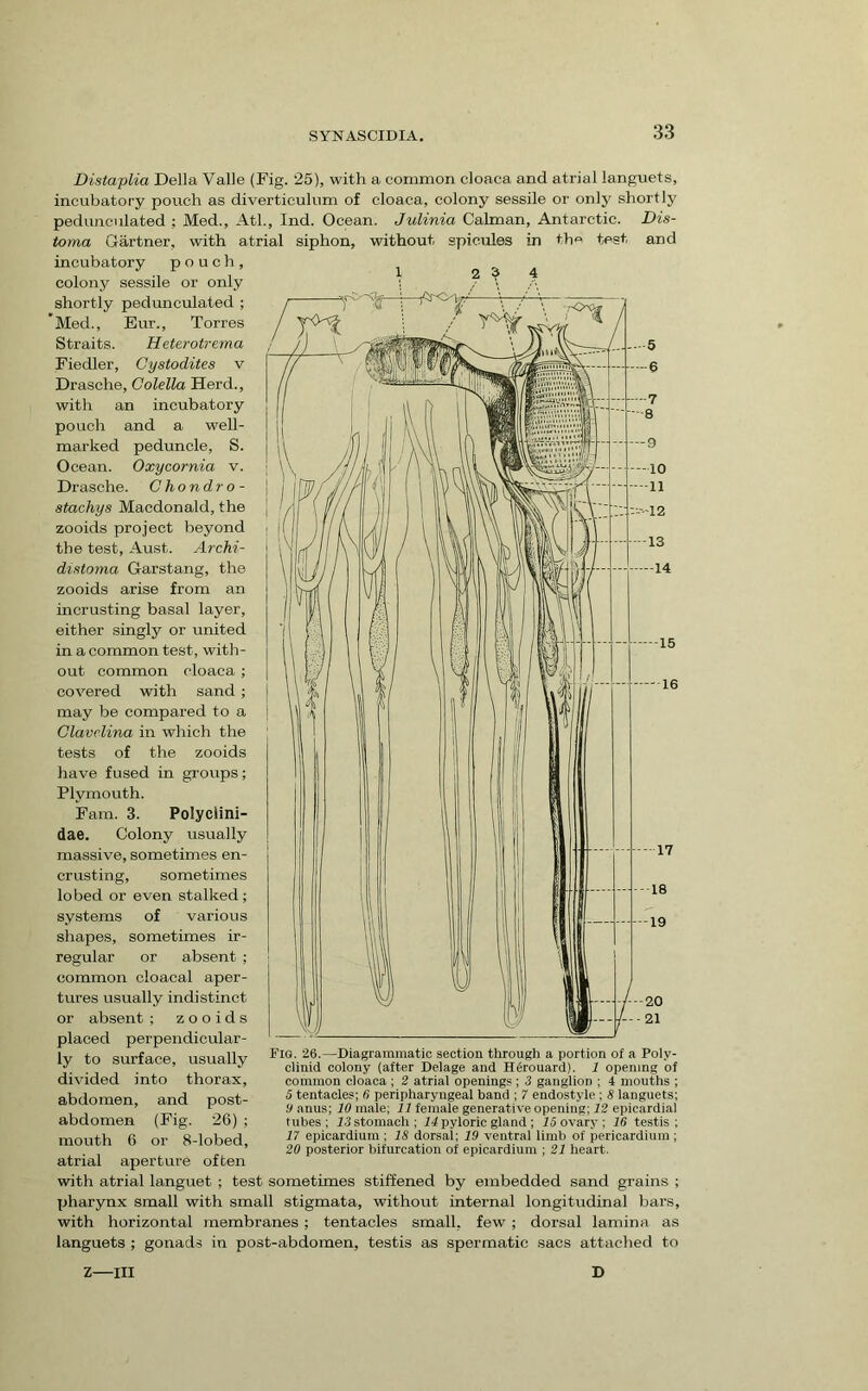 and Distaplia Della Valle (Fig. 25), with a conamon cloaca and atrial languets, incubatory pouch as diverticulum of cloaca, colony sessile or only shortly pedunculated ; Med., Atl., Ind. Ocean. Julinia Caiman, Antarctic. Dis- toma Gartner, with atrial siphon, without spicules in th« test incubatory pouch, colony sessile or only shortly pedunculated ; *Med., Eur., Torres Straits. Heterotrema Fiedler, Cystodites v Drasche, Colella Herd., with an incubatory pouch and a well- marked peduncle, S. Ocean. Oxycornia v. Drasche. Chondro- stachys Macdonald, the zooids project beyond the test, Aust. Archi- distoma Garstang, the zooids arise from an incrusting basal layer, either singly or united in a common test, with- out common cloaca ; covered with sand ; may be compared to a Clavclina in which the tests of the zooids have fused in groups; Plymouth. Fam. 3. Polyclini- dae. Colony usually massive, sometimes en- crusting, sometimes lobed or even stalked; systems of various shapes, sometimes ir- regular or absent ; common cloacal aper- tures usually indistinct or absent ; zooids placed perpendicular- ly to surface, usually divided into thorax, abdomen, and post- abdomen (Fig. 26) ; mouth 6 or 8-lobed, atrial aperture often with atrial languet ; test sometimes stiffened by embedded sand grains ; pharynx small with small stigmata, without internal longitudinal bars, with horizontal membranes; tentacles small, few ; dorsal lamina as languets ; gonads in post-abdomen, testis as spermatic sacs attached to Z—III D Fig. 26.—Diagrammatic section through a portion of a Poly- clinid colony (after Delage and H6rouard). 1 opening of common cloaca ; 2 atrial openings ; 3 ganglion ; 4 mouths ; 5 tentacles; 6 peripharyngeal band ; 7 endostyle ; 8 languets; y anus; 10 male; 11 female generative opening; 12 epicardial tubes; id stomach; ii pyloric gland ; JS ovary; 16 testis; 17 epicardium ; 18 dorsal; 19 ventral limb of pericardium ; 20 posterior bifurcation of epicardium ; 21 heart.