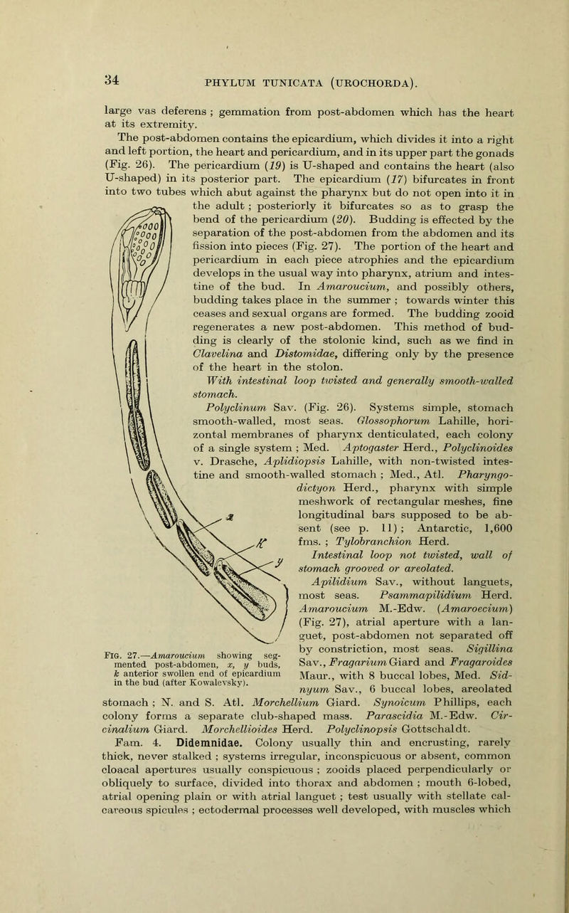 large vas deferens ; gemmation from post-abdomen which has the heart at its extremity. The post-abdomen contains the epicardium, which divides it into a right and left portion, the heart and pericardium, and in its upper part the gonads (Fig. 26). The pericardium {19) is U-shaped and contains the heart (also U-shaped) in its posterior part. The epicardium {17) bifurcates in front into two tubes which abut against the pharynx but do not open into it in the adult; posteriorly it bifurcates so as to grasp the bend of the pericardium {20). Budding is effected by the separation of the post-abdomen from the abdomen and its fission into pieces (Fig. 27). The portion of the heart and pericardium in each piece atrophies and the epicardium develops in the usual way into pharynx, atrium and intes- tine of the bud. In Amaroucium, and possibly others, budding takes place in the sunamer ; towards winter this ceases and sexual organs are formed. The budding zooid regenerates a new post-abdomen. This method of bud- ding is clearly of the stolonic kind, such as we find in Clavelina and Distomidae, differing only by the presence of the heart in the stolon. With intestinal loop twisted and generally smooth-walled stomach. Polyclinum Sav. (Fig. 26). Systems simple, stomach smooth-walled, most seas. Glossophorum Lahille, hori- zontal membranes of pharynx denticulated, each colony of a single system ; Med. Aptogaster Herd., Polyclinoides V. Drasche, Aplidiopsis Lahille, with non-twisted intes- tine and smooth-walled stomach ; Med., Atl. Pharyngo- dictyon Herd., pharynx with simple meshwork of rectangular meshes, fine longitudinal bars supposed to be ab- sent (see p. 11); Antarctic, 1,600 fins. ; Tylobranchion Herd. Intestinal loop not twisted, wall of stomach grooved or areolated. Apilidium Sav., without languets, most seas. Psammapilidium Herd. Amaroucium M.-Edw. {Amaroecium) (Fig. 27), atrial aperture with a lan- guet, post-abdomen not separated off by constriction, most seas. Sigillina FragariumGri&Td and Fragaroides Maur., with 8 buccal lobes, Med. Sid- nyum Sav., 6 buccal lobes, areolated stomach ; N. and S. Atl. Morchellium Giard. Synoicum Phillips, each colony forms a separate club-shaped mass. Parascidia M.-Edw. Cir- cinalium Giard. Morchellioides Herd. Polyclinopsis Gottschaldt. Fam. 4. Didemnidae. Colony usually thin and encrusting, rarely thick, never stalked ; systems irregular, inconspicuous or absent, common cloacal apertures usually conspicuous ; zooids placed perpendicularly or obliquely to svu-face, divided into thorax and abdomen ; mouth 6-lobed, atrial opening plain or with atrial languet ; test usually with stellate cal- careous spicules ; ectodermal processes well developed, with muscles which Fia. 27.—Amaroucium showing seg- mented post-abdomen, x, y buds, k anterior swollen end of epicardium in the bud (after Kowalevsky).