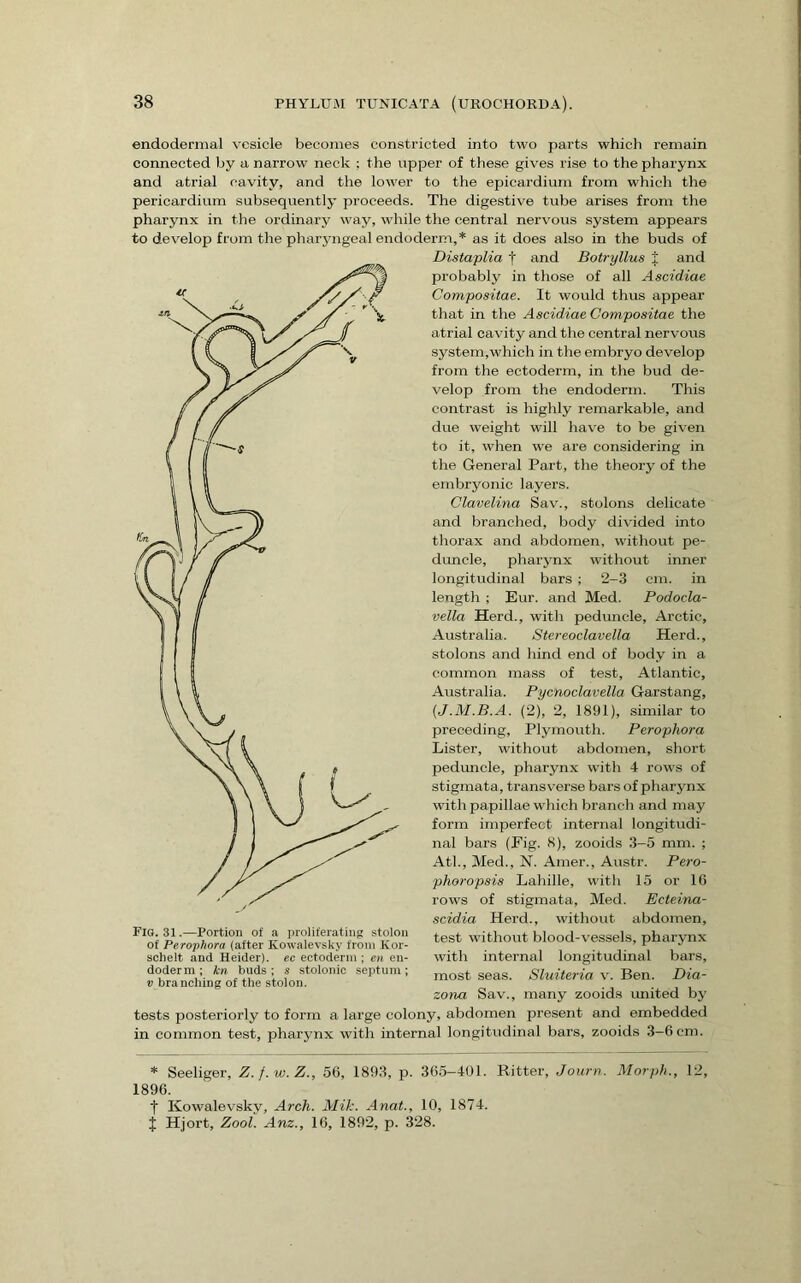 endodermal v^esicle becomes constricted into two parts whicli remain connected by a narrow neck ; the upper of these gives rise to the pharynx and atrial cavity, and the lower to the epicardiiim from which the pericardium subsequently proceeds. The digestive tube arises from the pharynx in the ordinary way, while the central nervous system appears to develop from the pharyngeal endoderm,* as it does also in the buds of Distaplia f and Botryllus i and probably in those of all Ascidiae Compositae. It would thus appear that in the Ascidiae Compositae the atrial cavity and the central nervous system,which in the embryo develop from the ectoderm, in the bud de- velop from the endoderm. This contrast is highly remarkable, and due weight will have to be given to it, when we are considering in the General Part, the theory of the embryonic layers. Clavelina Sav., stolons delicate and branched, body divided into thorax and abdomen, without pe- dimcle, pharynx without inner longitudinal bars ; 2-3 cm. in length ; Eur. and Med. Podocla- velta Herd., with peduncle, Arctic, Australia. Stereoclavella Herd., stolons and hind end of body in a common mass of test, Atlantic, Australia. Pycnoclavella Garstang, {J.M.B.A. (2), 2, 1891), similar to preceding, Plymouth. Perophora Lister, without abdomen, short peduncle, pharynx with 4 rows of stigmata, transverse bars of pharynx with papillae which branch and may form imperfect internal longitudi- nal bars (Fig. 8), zooids 3-5 mm. ; Atl., Med., N. Amer., Austr. Pero- phoropsis Lahille, with 15 or 16 rows of stigmata, Med. Ecteina- scidia Herd., without abdomen, test without blood-vessels, pharynx with internal longitudinal bars, most seas. Sluiteria v. Ben. Dia- zona Sav., many zooid.s imited by tests posteriorly to form a large colony, abdomen present and embedded in common test, pharynx with internal longitudinal bars, zooids 3-6 cm. Fig. 31.—Portion of a proliferating stolon of Perophora (after Kowalevsky from Kor- schelt and Heider). ec ectoderm ; en en- doderm ; kn buds; s stolonic septum; V branching of the stolon. * Seeliger, Z.f.w.Z., 56, 1893, p. 365-401. Ritter, Journ. Morph., 12, 1896. t Kowalevskv, Arch. Mik. Anat., 10, 1874. t Hjort, Zooi. Anz., 16, 1892, p. 328.