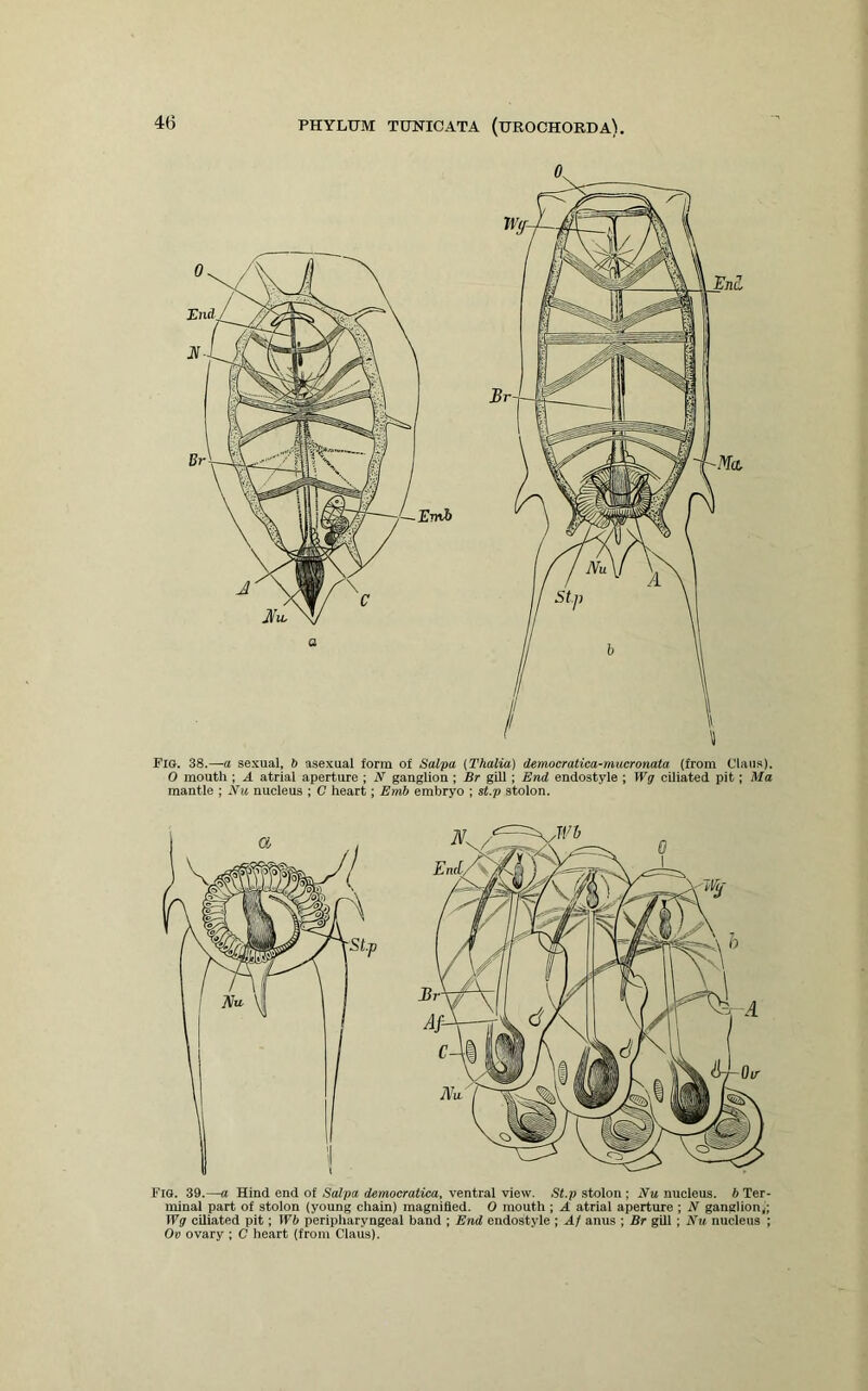 Fia. 38.—a sexual, 6 asexual form of Salpa (Thalia) democratica-mucronata (from Claus). 0 mouth ; A atrial aperture ; N ganglion ; Br gill; End endostyle ; Wg ciliated pit; Ma mantle ; Nu nucleus ; C heart; Emb embryo ; st.p stolon. I'lG. 39.—a Hind end of Salpa demoeratica, ventral view. St.p stolon ; Nu nucleus, b Ter- minal part of stolon (young chain) magnified. 0 mouth; A atrial aperture ; N ganglion); Wg ciliated pit; Wb peripharyngeal band ; End endostyle ; Af anus ; Br gill ; Nu nucleus ; Oi) ovary ; C heart (from Claus).