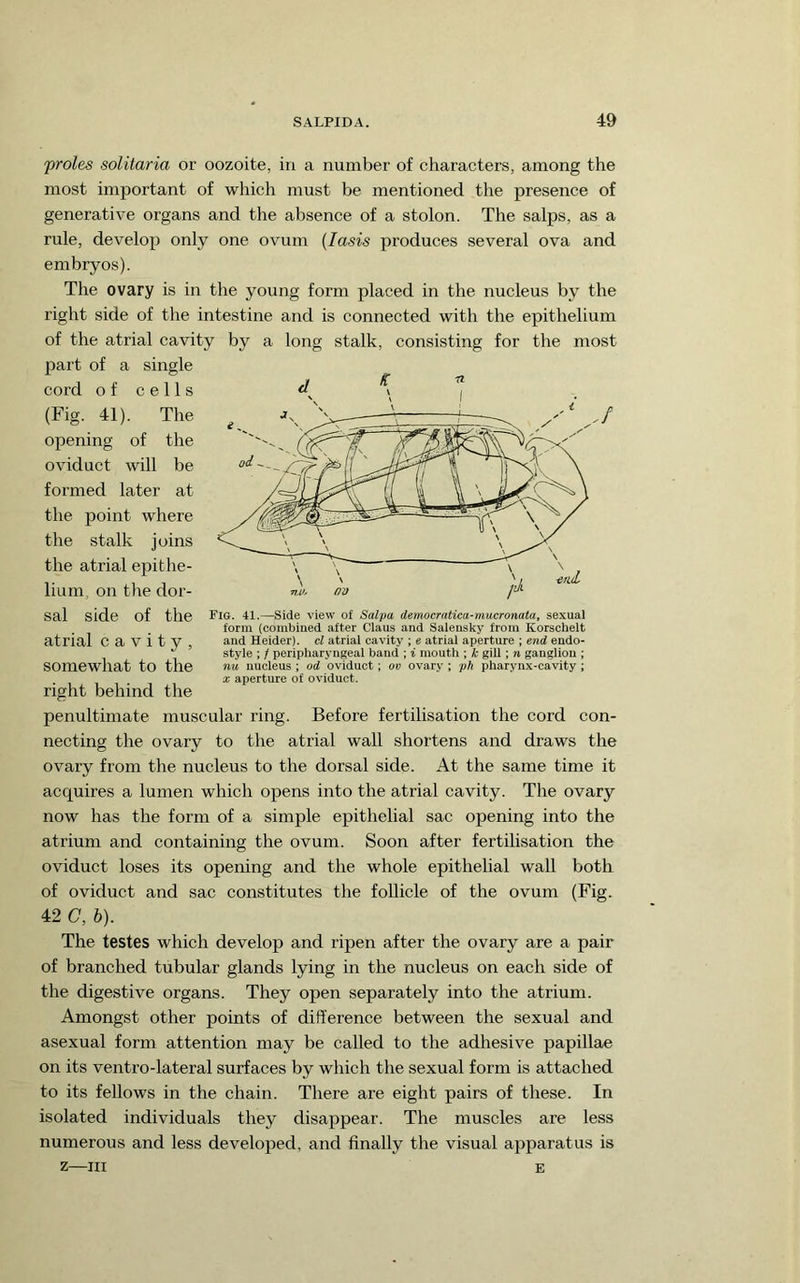 'proles solitaria or oozoite, in a number of characters, among the most important of which must be mentioned the presence of generative organs and the absence of a stolon. The salps, as a rule, develop only one ovum {lasis produces several ova and embryos). The ovary is in the young form placed in the nucleus by the right side of the intestine and is connected with the epithelium of the atrial cavity by a long stalk, consisting for the most part of a single cord of cells (Fig. 41). The opening of the oviduct will be formed later at the point where the stalk joins the atrial epithe- lium, on the dor- sal side of the atrial cavity, somewhat to the right behind the penultimate muscular ring. Before fertilisation the cord con- necting the ovary to the atrial wall shortens and draws the ovary from the nucleus to the dorsal side. At the same time it acquires a lumen which opens into the atrial cavity. The ovary now has the form of a simple epithelial sac opening into the atrium and containing the ovum. Soon after fertilisation the oviduct loses its opening and the whole epithelial wall both of oviduct and sac constitutes the follicle of the ovum (Fig. 42 C, b). The testes which develop and ripen after the ovary are a pair of branched tubular glands lying in the nucleus on each side of the digestive organs. They open separately into the atrium. Amongst other points of difference between the sexual and asexual form attention may be called to tlie adhesive papillae on its ventro-lateral surfaces by which the sexual form is attached to its fellows in the chain. There are eight pairs of these. In isolated individuals they disappear. The muscles are less numerous and less developed, and finally the visual apparatus is Z—III Fig. 41.—Side view of Salpa democratica-mucronata, sexual form (combined after Claus and Salensky from Korschelt and Heider). cl atrial cavity ; e atrial aperture ; end endo- style ; / peripharyngeal band ; i mouth ; k gill; n ganglion ; nu nucleus ; od oviduct; ov ovary ; ph pharynx-cavity ; X aperture of oviduct. E