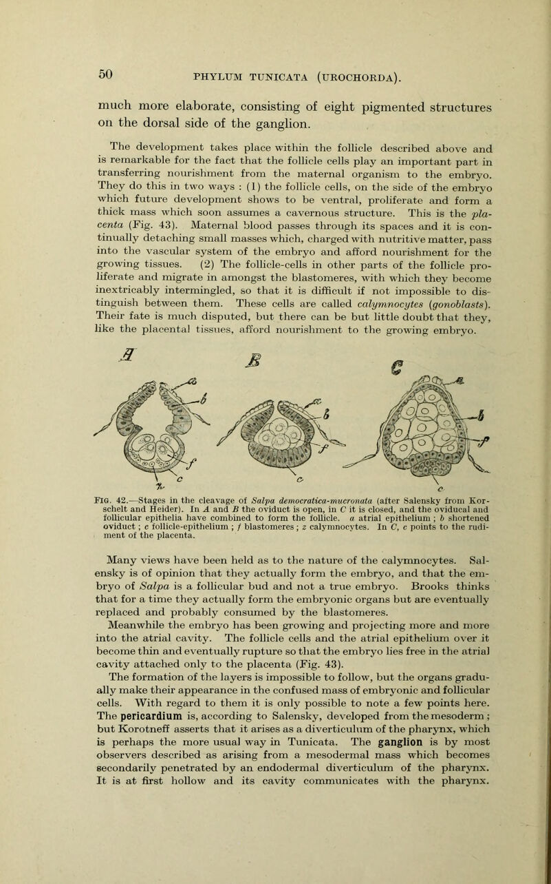 much more elaborate, consisting of eight pigmented structures on the dorsal side of the ganglion. The development takes place within the follicle described above and is remarkable for the fact that the follicle cells play an important part in transferring nomishment from the maternal organism to the embryo. They do this in two ways ; (1) the follicle cells, on the side of the embryo which futm-e development shows to be ventral, proliferate and form a thick mass which soon assumes a cavernous structure. This is the pla- centa (Fig. 43). Maternal blood passes through its spaces and it is con- tinually detaching small masses which, charged with nutritive matter, pass into the vascular system of the embryo and afford nourishment for the growing tissues. (2) The follicle-cells in other parts of the follicle pro- liferate and migrate in amongst the blastomeres, with which they become inextricably intermingled, so that it is difficult if not impossible to dis- tinguish between them. These cells are called calymnocytes (gonoblasts). Their fate is much disputed, but there can be but little doubt that they, like the placental tissues, afford nourishment to the growing embryo. schelt and Heider). In A and B the oviduct is open, in C it is closed, and the oviducal and foUicular epitheiia have combined to form the foliicle. a atrial epithelium ; b shortened oviduct; c follicle-epithelium ; / blastomeres; z calymnocytes. In C, c points to the rudi- ment of the placenta. Many views have been held as to the nature of the calymnocytes. Sal- ensky is of opinion that they actually form the embryo, and that the em- bryo of Salpa is a follicular bud and not a true embryo. Brooks thinks that for a time they actually form the embryonic organs but are eventually replaced and probably consumed by the blastomeres. Meanwhile the embryo has been growing and projecting more and more into the atrial cavity. The follicle cells and the atrial epithelium over it become thin and eventually rupture so that the embryo lies free in the atrial cavity attached only to the placenta (Fig. 43). The formation of the layers is impossible to follow, but the organs gradu- ally make their appearance in the confused mass of embryonic and follicular cells. With regard to them it is only possible to note a few points here. The pericardium is, according to Salensky, developed from the mesoderm ; but Korotneff asserts that it arises as a diverticulum of the pharynx, which is perhaps the more usual way in Tunicata. The ganglion is by most observers described as arising from a mesodermal mass which becomes secondarily penetrated by an endodermal diverticulum of the pharynx. It is at first hollow and its cavity communicates with the pharynx.