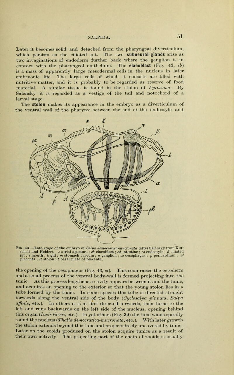 Later it becomes solid and detached from the pharyngeal diverticulum, which persists as the ciliated pit. The two subneural glands arise as two invaginations of endoderm further back where the ganglion is in contact with the pharyngeal epithelium. The elaeoblast (Fig. 43, eh) is a mass of apparently large mesodermal cells in the nucleus in later embryonic life. The large cells of which it consists are filled with nutritive matter, and it is probably to be regarded as reserve of food material. A similar tissue is found in the stolon of Pyroaoma. By Salensky it is regarded as a vestige of the tail and notochord of a larval stage. The stolon makes its appearance in the embryo as a diverticulum of the ventral wall of the pharynx between the end of the endostyle and Pio. 43.—Late stage of the embryo of Salpa democratica-mucronata (after Salensky from Kor- sohelt and Heider). e atrial aperture ; eb elaeoblast; ed intestine ; es endostyle ; fl ciliated pit; i mouth ; h gill ; m stomach caecum ; n ganglion ; oe oesophagus ; p pericardium ; pi placenta ; st stolon ; t basal plate of placenta. the opening of the oesophagus (Fig. 43, st). This soon raises the ectoderm and a small process of the ventral body-wall is formed projecting into the timic. As this process lengthens a ca vity appears between it and the tunic, and acquires an opening to the exterior so that the young stolon lies in a tube formed by the tunic. In some species this tube is directed straight forwards along the ventral side of the body (Gyclosalpa pinnata, Salpa affinis, etc.). In others it is at first directed forwards, then turns to the left and runs backwards on the left side of the nucleus, opening behind this organ {lasts tilesii, etc.). In yet others (Fig. 39) the tube winds spirally round the nucleus (Thalia democratica-mucronata, etc.). With later growth the stolon extends beyond this tube and projects freely uncovered by tunic. Later on the zooids produced on the stolon acquire tunics as a result of their own activity. The projecting part of the chain of zooids is usually