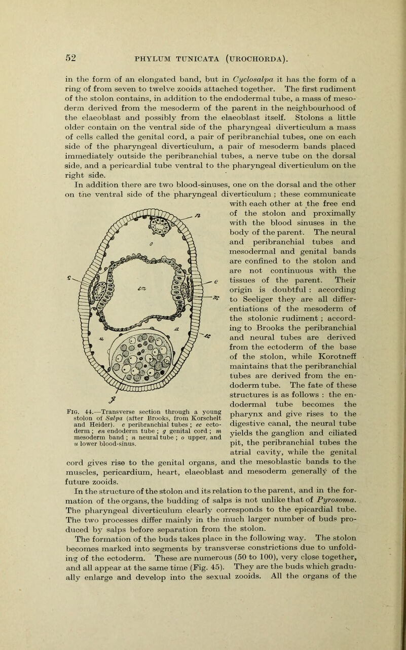 in the form of an elongated band, but in Cyclosalpa it has the form of a ring of from seven to twelve zooids attached together. The first rudiment of the stolon contains, in addition to the endodermal tube, a mass of meso- derm derived from the mesoderm of the parent in the neighbourhood of the elaeoblast and possibly from the elaeoblast itself. Stolons a little older contain on the ventral side of the pharyngeal diverticulum a mass of cells called the genital cord, a pair of peribranchial tubes, one on each side of the pharyngeal diverticulum, a pair of mesoderm bands placed immediately outside the peribranchial tubes, a nerve tube on the dorsal side, and a pericardial tube ventral to the pharyngeal diverticulum on the right side. In addition there are two blood-sinuses, one on the dorsal and the other on the ventral side of the pharyngeal diverticulum ; these commimicate with each other at the free end of the stolon and proximally with the blood sinuses in the body of the parent. The neural and peribranchial tubes and mesodermal and genital bands are confined to the stolon and are not continuous with the tissues of the parent. Their origin is doubtful : according to Seeliger they are all differ- entiations of the mesoderm of the stolonic rudiment ; accord- ing to Brooks the peribranchial and neural tubes are derived from the ectoderm of the base of the stolon, while Korotneff maintains that the peribranchial tubes are derived from the en- doderm tube. The fate of these structm'es is as follows : the en- dodermal tube becomes the ‘‘i-“Wansverse section uirougn a young pharynx and give rises to the stolon of Salpa, (after Brooks, from Korschelt f _ and Heider). c peribranchial tubes; ec ecto- digestive canal, the neural tube derm ; ere radoderm tube; y genital cord; m yields the ganglion and ciliated mesoderm band ; re neuial tube ; o upper, and •’ , u lower blood-sinus. pit, the peribranchial tubes the atrial cavity, while the genital cord gives rise to the genital organs, and the mesoblastic bands to tlie muscles, pericardium, heart, elaeoblast and mesoderm generally of the future zooids. In the structure of the stolon and its relation to the parent, and in the for- mation of the organs, the budding of salps is not unlike that of Pyrosoma. The pharyngeal diverticulum clearly corresponds to the epicardial tube. The two processes differ mainly in the much larger number of bud.® pro- duced by salps before separation from the stolon. The formation of the buds takes place in the following way. The stolon becomes marked into segments by transverse constrictions due to unfold- ing of the ectoderm. These are numerous (50 to 100), very close together, and all appear at the same time (Fig. 45). They are tlie buds which gradu- ally enlarge and develop into the sexual zooids. All the organs of the • c- -77!