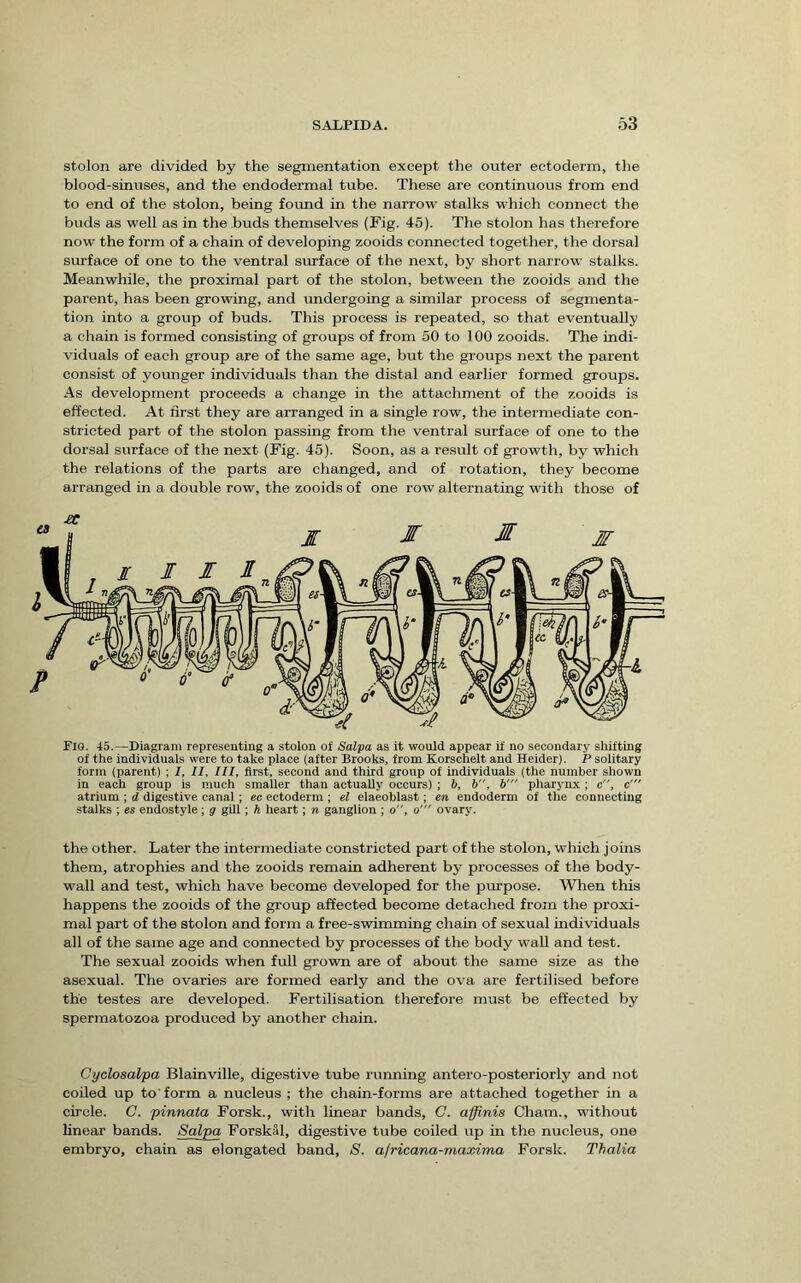 stolon are divided by the segmentation except the outer ectoderm, the blood-sinuses, and the endodermal tube. These are continuous from end to end of the stolon, being found in the narrow stalks which connect the buds as well as in the buds themselves (Fig. 45). The stolon has therefore now the form of a chain of developing zooids connected together, the dorsal surface of one to the ventral scnface of the next, by short narrow stalks. Meanwhile, the proximal part of the stolon, between the zooids and the par ent, has been growing, and imdergoing a similar process of segmenta- tion into a group of buds. This process is repeated, so that eventually a chain is formed consisting of groups of from 50 to 100 zooids. The indi- viduals of each group are of the same age, but the groups next the parent consist of younger individuals than the distal and earlier formed groups. As development proceeds a change in the attachment of the zooids is effected. At first they are arranged in a single row, the intermediate con- stricted part of the stolon passing from the ventral surface of one to the dorsal surface of the next (Fig. 45). Soon, as a result of growth, by which the relations of the parts are changed, and of rotation, they become arranged in a double row, the zooids of one row alternating with those of FlO. 45.—Diagram representing a stolon of Salpa as it would appear if no secondary shifting of the individuals were to take place (after Brooks, from Korschelt and Heider). P solitary form (parent) ; I, II, III, first, second and third group of individuals (the number shown in each group is much smaller than actually occurs) ; b, b, V pharynx; c, c' atrium ; d digestive canal ; ec ectoderm ; el elaeoblast; en endoderm of the connecting stalks ; es endostyle ; g gill; h heart; n ganglion ; o, o' ovary. the other. Later the intermediate constricted part of the stolon, which joins them, atrophies and the zooids remain adherent by processes of the body- wall and test, which have become developed for the purpose. When this happens the zooids of the group affected become detached from the proxi- mal part of the stolon and form a free-swimming chain of sexual individuals all of the same age and connected by processes of the body wall and test. The sexual zooids when full grown are of about the same size as the asexual. The ovaries are formed early and the ova are fertilised before the testes are developed. Fertilisation therefore must be effected by spermatozoa produced by another chain. CyclosaVpa Blainville, digestive tube running antero-posteriorly and not coiled up to form a nucleus ; the chain-forms are attached together in a circle. C. pinnata Forsk., with linear bands, C. affinis Cham., without linear bands. Salpa Forskal, digestive tube coiled up in the nucleus, one embryo, chain as elongated band, S. africana-maxima Forsk. Thalia