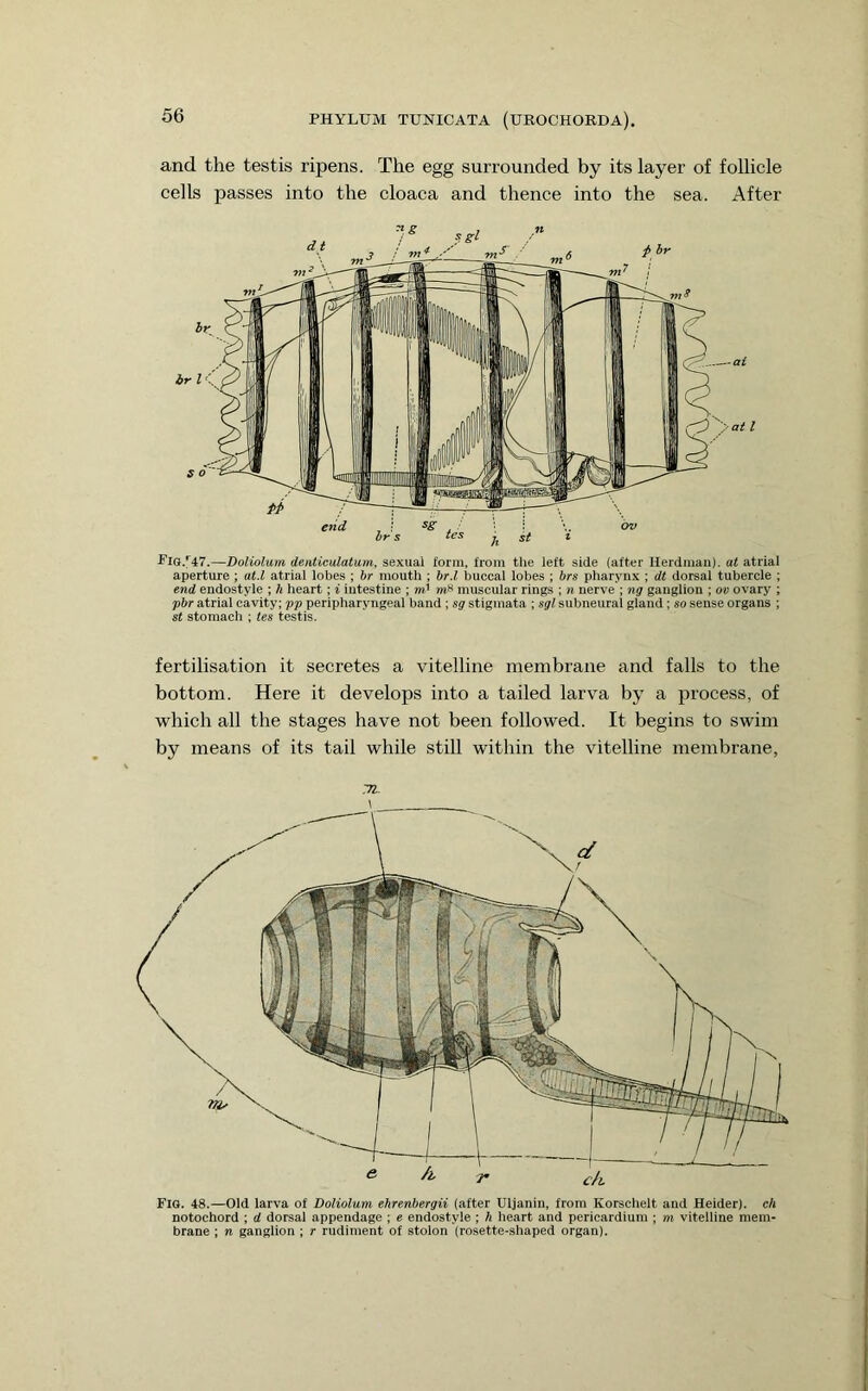 and the testis ripens. The egg surrounded by its layer of follicle cells passes into the cloaca and thence into the sea. After PlQ.''47.—Doliolum denticalatum, sexual form, from the left side (after Ilerdman). at atrial aperture ; at.l atrial lobes ; br mouth ; br.l buccal lobes ; brs pharynx ; dt dorsal tubercle ; end endostyle ; h heart; i intestine ; m’ muscular rings ; n nerve ; ng ganglion ; oi> ovary ; pbr atrial cavity; pp peripharyngeal band ; sg stigmata ; sgl subneural gland; so sense organs ; St stomach ; ies testis. fertilisation it secretes a vitelline membrane and falls to the bottom. Here it develops into a tailed larva by a process, of which all the stages have not been followed. It begins to swim by means of its tail while still within the vitelline membrane, 1 i •1 r i A Fig. 48.—Old larva of Doliolum ehrenbergii (alter Uljanin, from Korschelt and Heider). ch notochord ; d dorsal appendage ; e endostyle; h lieart and pericardium ; m viteiiine mem- brane ; n gangiion ; r rudiment of stolon (rosette-sliaped organ).