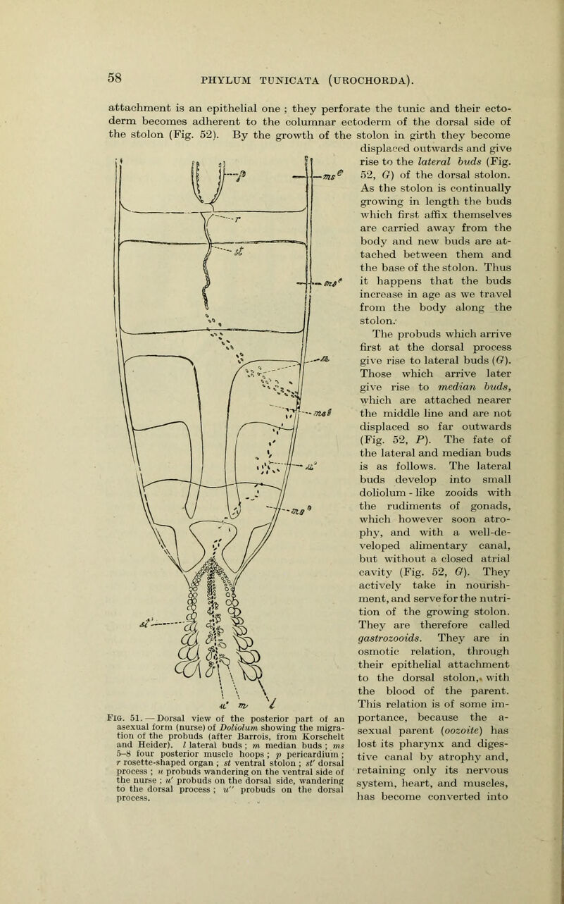 attachment is an epithelial one ; they perforate the tunic and their ecto- derm becomes adherent to the columnar ectoderm of the dorsal side of the stolon (Fig. 62). By the growth of the stolon in girth they become displaced outwards and give rise to the lateral buds (Fig. 52, G) of the dorsal stolon. As the stolon is continually growing in length the buds which first affix themselves are carried away from the body and new buds are at- tached between them and the base of the stolon. Thus it happens that the buds increase in age as we travel from the body along the stolon.’ The probuds which arrive first at the dorsal process give rise to lateral buds [G). Those which arrive later give rise to median buds, which are attached nearer the middle line and are not displaced so far outwards (Fig. 52, P). The fate of the lateral and median buds is as follows. The lateral buds develop into small doliolum - like zooids with the rudiments of gonads, which however soon atro- phy, and with a well-de- veloped alimentary canal, but without a closed atrial cavity (Fig. 62, G). They actively take in nourish- ment, and serve for the nutri- tion of the growing stolon. They are therefore called gastrozooids. They are in osmotic relation, through their epithelial attachment to the dorsal stolon,* with the blood of the parent. This relation is of some im- portance, because the a- sexual parent {oozoite] has and Heider). I lateral buds; m median buds ; ms lost its pharynx and diges- 5-8 four posterior muscle hoops ; p pericardium ; tive canal by atrophy and, r rosette-shaped organ ; st ventral stolon ; st dorsal . . , . ^ process ; ii probuds wandering on the ventral side of retaining only its ner^’ous the nurse : u' probuds on the dorsal side, wandering system, lieart, and muscles, to the dorsal process; u probuds on the dorsal , , , . process. nas become converted into