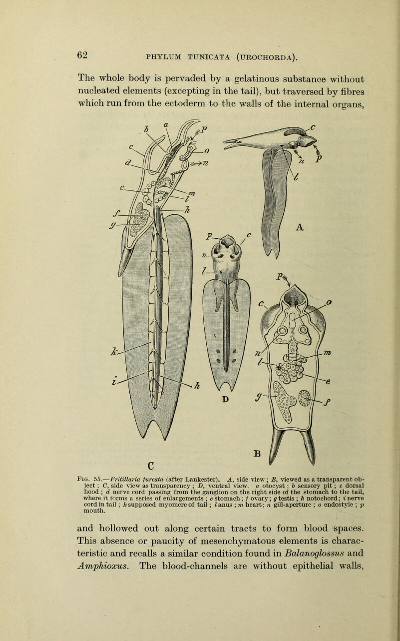 The whole body is pervaded by a gelatinous substance without nucleated elements (excepting in the tail), but traversed by fibres which run from the ectoderm to the walls of the internal organs, Flo. 55.—Frilillaria furcata (after Lankester). A, side view ; B, viewed as a transparent ob- ject ; C, side view as transparency ; D, ventral view, a otocyst; b sensory pit; c dorsal hood ; d nerve cord passing from the ganglion on the right side of the stomach to the tail, where it forms a series of enlargements ; e stomach; / ovary; g testis ; A notochord; i nerve cord in tail; k supposed myomere of tail; I anus ; m heart; n gill-aperture ; o endostyle ; p mouth. and hollowed out along certain tracts to form blood spaces. This absence or paucity of mesenchymatous elements is charac- teristic and recalls a similar condition found in Balanoglossus and Amfhioxus. The blood-channels are without epithehal walls.