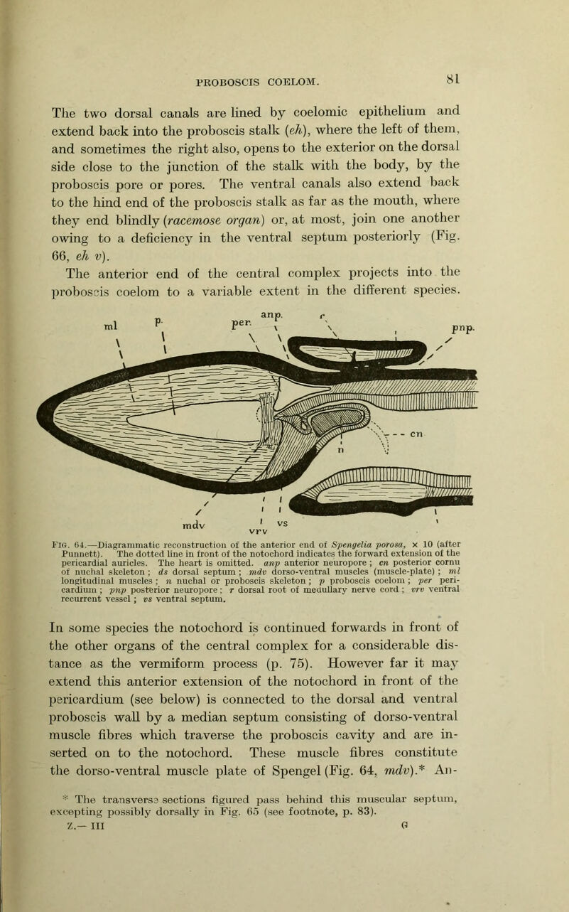 Tlie two dorsal canals are lined by coelomic epithelium and extend back into the proboscis stalk {eh), where the left of them, and sometimes the right also, opens to the exterior on the dorsal side close to the junction of the stalk with the body, by the proboscis pore or pores. The ventral canals also extend back to the hind end of the proboscis stalk as far as the mouth, where they end blindly {racemose organ) or, at most, join one another owing to a deficiency in the ventral septum posteriorly (Fig. 66, eh v). The anterior end of the central complex projects into the proboscis coelom to a variable extent in the different species. Pig. tu.—Diagrammatic reconstruction of the anterior end of Spengelia porosa, x 10 (after Punnett). The dotted line in front of the notochord indicates the forward extension of the pericardial auricles. The heart is omitted, anp anterior neuropore ; cn posterior cornu of nuchal skeleton ; ds dorsal septum; mdv dorso-ventral muscles (muscle-plate) ; ml longitudinal muscles ; n nuchal or proboscis skeleton; p proboscis coelom ; per peri- cardium ; pnp posterior neuropore : r dorsal root of medullary nerve cord ; vrv ventral recurrent vessel; vs ventral septum. In some species the notochord is continued forwards in front of the other organs of the central complex for a considerable dis- tance as the vermiform process (p. 75). However far it may extend this anterior extension of the notochord in front of the pericardium (see below) is connected to the dorsal and ventral proboscis waU by a median septum consisting of dorso-ventral muscle fibres which traverse the proboscis cavity and are in- serted on to the notochord. These muscle fibres constitute the dorso-ventral muscle plate of Spengel (Fig. 64, mdv).* An- * The transverse sections figured pass behind this muscular septum, excepting possibly dorsally in Fig. 65 (see footnote, p. 83). Z.— Ill 0