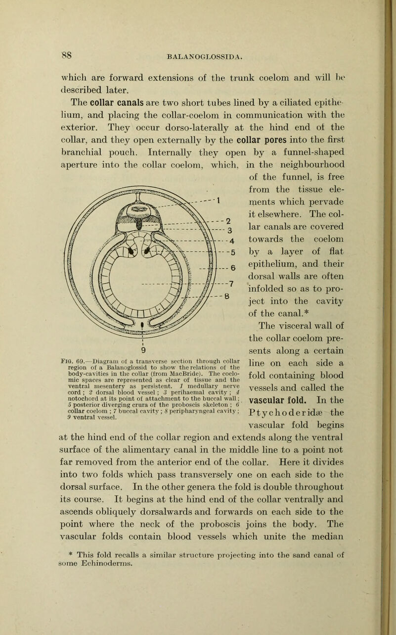 which are forward extensions of the trunk coelom and will ho described later. The collar canals are two short tubes lined by a ciliated epithe hum, and placing the collar-coelom in communication with the exterior. They occur dorso-laterally at the hind end ot the collar, and they open externally by the collar pores into the first branchial pouch. Internally they open by a funnel-shaped aperture into the collar coelom, wliich, in the neighbourhood far removed from the anterior end of the collar. Here it divides into two folds which pass transversely one on each side to the its course. It begins at the hind end of the collar ventrally and ascends obliquely dorsalwards and forwards on each side to the point where the neck of the proboscis joins the body. The vascular folds contain blood vessels which unite the median * This fold recalls a similar structure projecting into the sand canal of some Echinoderms. of the funnel, is free from the tissue ele- 1 ments which pervade it elsewhere. The col- lar canals are covered -. - 4 towards the coelom ---5 by a layer of flat ' —-6 epithelium, and their dorsal walls are often infolded so as to pro- ject into the cavity of the canal.* The visceral wall of 9 the collar coelom pre- sents along a certain vascular fold begins at the hind end of the collar region and extends along the ventral surface of the alimentary canal in the middle line to a point not dorsal surface. In the other genera the fold is double throughout