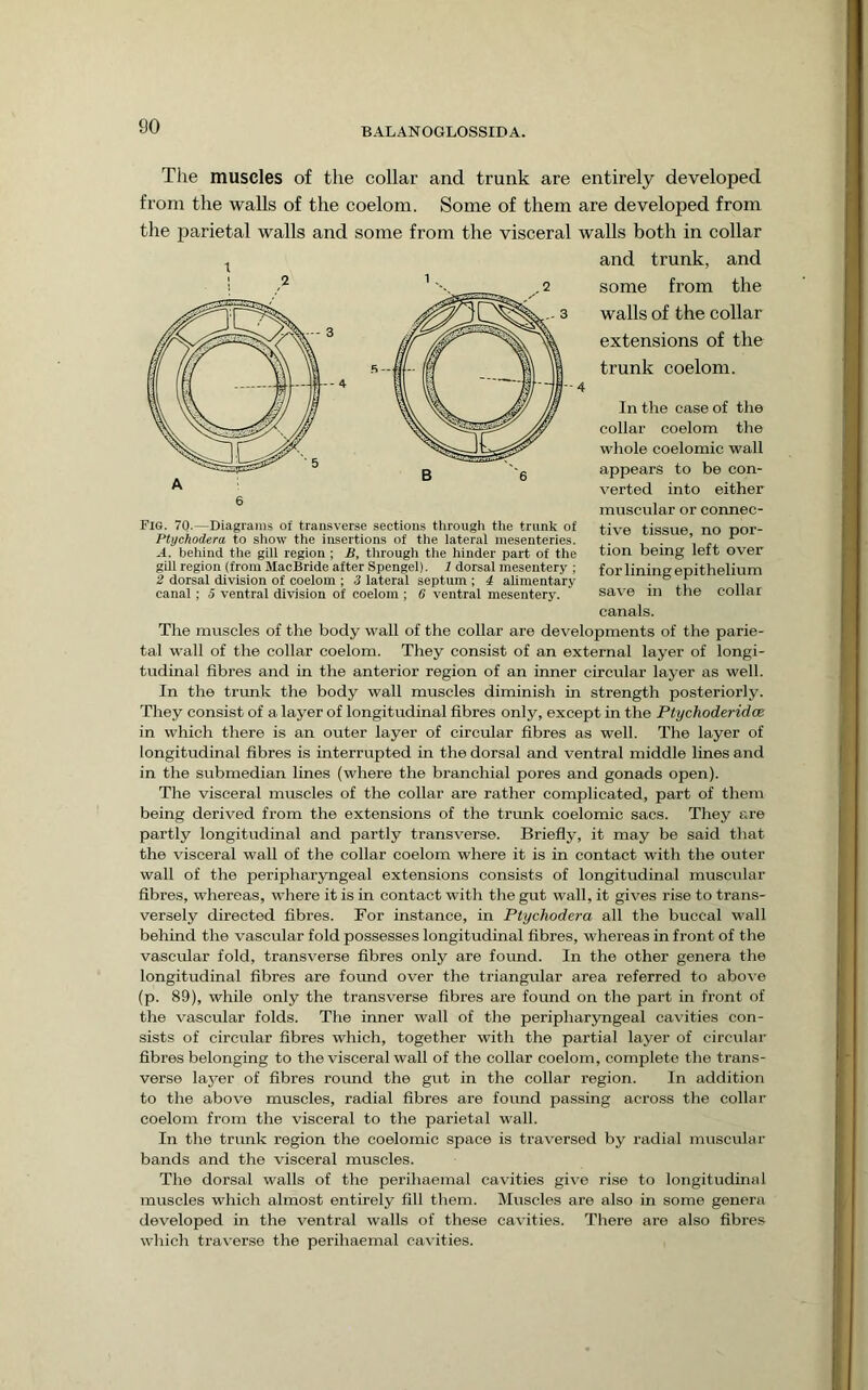 Tlie muscles of the collar and trunk are entirely developed from the walls of the coelom. Some of them are developed from the parietal walls and some from the visceral walls both in collar and trunk, and some from the walls of the collar extensions of the trunk coelom. In the case of the collar coelom the whole coelomic wall appears to be con- verted into either muscular or connec- tive tissue, no por- tion being left over for lining epithelium save in the collar canals. The muscles of the body wall of the collar are developments of the parie- tal wall of the collar coelom. They consist of an external layer of longi- tudinal fibres and in the anterior region of an inner circular layer as well. In the trunk the body wall muscles diminish in strength posteriorly. They consist of a layer of longitudinal fibres only, except in the Ptychoderidce in which there is an outer layer of circular fibres as well. The layer of longitudinal fibres is interrupted in the dorsal and ventral middle lines and in the submedian lines (where the branchial pores and gonads open). The visceral muscles of the collar are rather complicated, part of them being derived from the extensions of the trunk coelomic sacs. They are partly longitudinal and partly transverse. Briefly, it may be said that the visceral wall of the collar coelom where it is in contact with the outer wall of the peripharyngeal extensions consists of longitudinal musciflar fibres, whereas, where it is in contact with the gut wall, it gives rise to trans- versely directed fibres. For instance, in Ptychodera all the buccal wall behind the vascular fold possesses longitudinal fibres, whereas in front of the vascular fold, transverse fibres only are found. In the other genera the longitudinal fibres are found over the triangular area referred to above (p. 89), while only the transverse fibres are found on the part in front of the vascular folds. The inner wall of the periphar}mgeal cavities con- sists of circular fibres which, together with the partial layer of circular fibres belonging to the visceral wall of the collar coelom, complete the trans- verse layer of fibres round the gut in the collar region. In addition to the above muscles, radial fibres are found passing across the collar coelom from the visceral to the parietal wall. In the trunk region the coelomic space is traversed by radial muscular bands and the visceral muscles. The dorsal walls of the perihaemal cavities give rise to longitudinal muscles which almost entirely fill them. Muscles are also in some genera developed in the ventral walls of these cavities. There are also fibres which traverse the perihaemal cavities. t 6 Fig. 7Q.—Diagrams of transverse sections through tlie trunk of Ptychodera to show the insertions of the lateral mesenteries. A. behind the gill region ; B, througli tlie hinder part of the gill region (from MaoBride after Spengel). 1 dorsal mesentery ; 2 dorsal division of coelom ; 3 lateral septum ; i alimentary canal ; 5 ventral division of coelom ; G ventral mesentery.