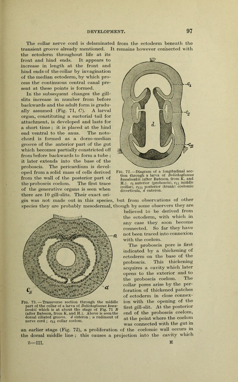 Tlie collar nerve cord is delaminated from the ectoderm beneath the transient groove already mentioned. It remains however connected witli the ectoderm throughout life at its front and hind ends. It appears to increase in length at the front and hind ends of the collar by invagination of the median ectoderm, by which pro- cess the continuous central canal pre- sent at these points is formed. In the subsequent changes the gill- slits increase in number from before backwards and the adult form is gradu- ally assumed (Fig. 71, C). A larval organ, constituting a suctorial tail for attachment, is developed and lasts for a short time ; it is placed at the hind end ventral to the anus. The noto- chord is formed as a dorso-median groove of the anterior part of the gut which becomes partially constricted off from before backwards to form a tube ; it later extends into the base of the proboscis. The pericardimn is devel- oped from a solid mass of cells derived from the wall of the posterior part of the proboscis coelom. The first trace of the generative organs is seen when there are 10 gill-slits. Their exact ori- gin was not made out in this species species they are probably mesodermal, though by some observers they are believed to be derived from the ectoderm, with which in any case they soon become connected. So far they have not been traced into connexion with the coelom. The proboscis pore is first indicated by a thickening of ectoderm on the base of the proboscis. This thickening acquires a cavity which later opens to the exterior and to the proboscis coelom. The collar pores arise by the per- foration of thickened patches of ectoderm in close connex- ion with the opening of the first gill-slit. At the posterior end of the proboscis coelom, at the point where the coelom was connected with the gut in an earlier stage (Fig. 72), a proliferation of the coelomic wall occiu's in the dorsal middle line ; this causes a projection into the cavity wliich Fig. 72.—Diagram of a longitudinal sec- tion through a larva of Dolichoglossus kowalevskii (after Bateson, from K. and H.). Cl anterior (proboscis), cu middle (collar). C)ii posterior (trunk) coelomic diverticula, d enteron. but from observations of other Fig. 73..— Transverse section through the middle part of the collar of a larva of Dolichoglossus kowa- levskii which is at about the stage of Fig. 71 B (after Bateson, from K. and H.). Above is seen the dorsal ciliated groove, d enteron ; n rudiment of nerve cord ; cn collar coelom. Z—III. H