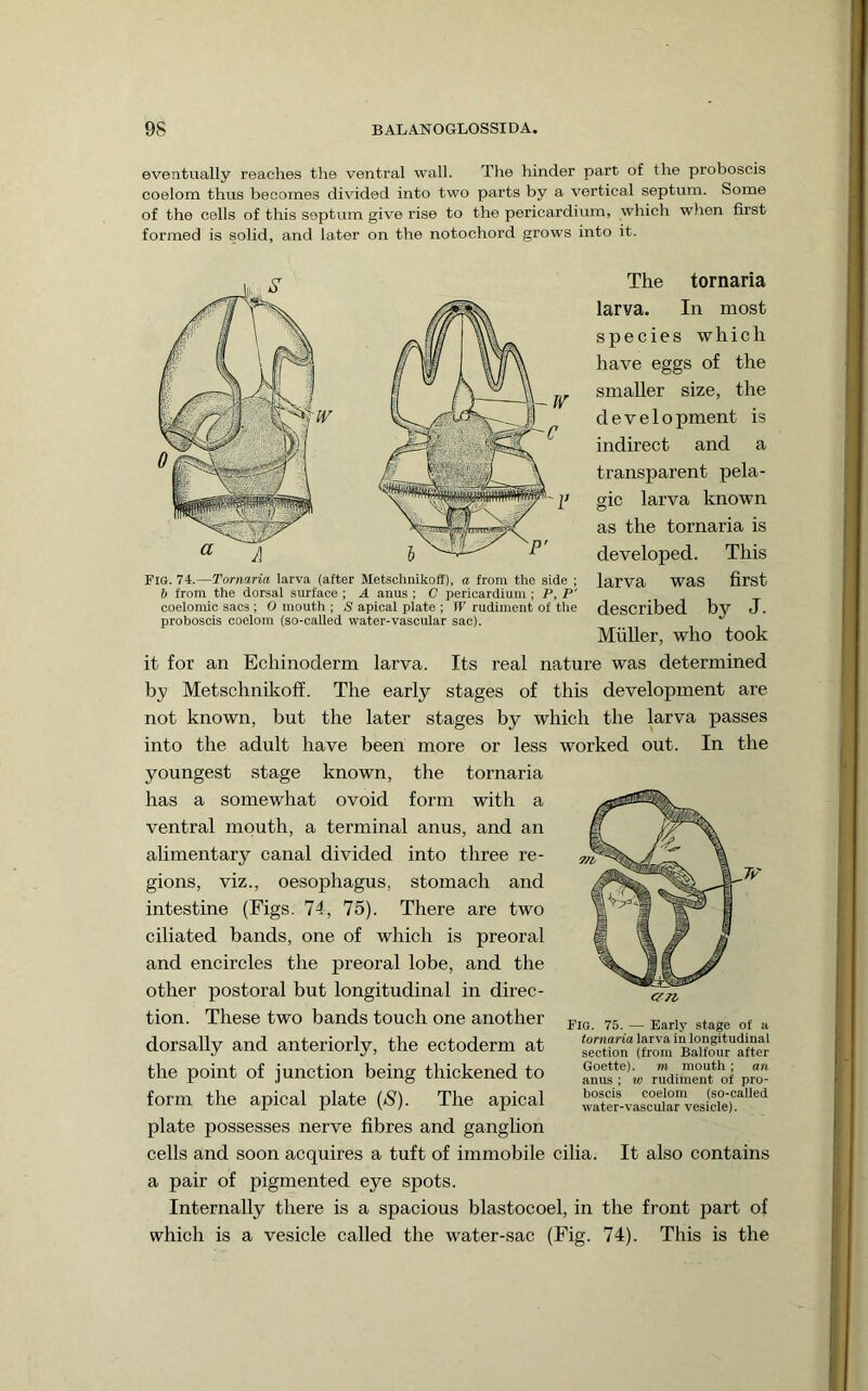 eventually reaches the ventral wall. The hinder part of the proboscis coelom thus becomes divided into two parts by a vertical septum. Some of the cells of this septum give rise to the pericardium, which when first formed is solid, and later on the notochord grows into it. The tornaria larva. In most species which have eggs of the smaller size, the development is indirect and a transparent pela- gic larva known as the tornaria is developed. This larva was first described by J. Muller, who took it for an Echinoderm larva. Its real nature was determined by Metschnikoff. The early stages of this development are not known, but the later stages by which the ^rva passes into the adult have been more or less worked out. In the youngest stage known, the tornaria has a somewhat ovoid form with a ventral mouth, a terminal anus, and an alimentary canal divided into three re- gions, viz., oesophagus, stomach and intestine (Figs. 74, 75). There are two ciliated bands, one of which is preoral and encircles the preoral lobe, and the other postoral but longitudinal in direc- tion. These two bands touch one another dorsally and anteriorly, the ectoderm at the point of junction being thickened to form the apical plate (/S'). The apical plate possesses nerve fibres and ganghon cells and soon acquires a tuft of immobile cilia. It also contains a pair of pigmented eye spots. Internally there is a spacious blastocoel, in the front part of which is a vesicle called the water-sac (Fig. 74). This is the Fig. 75. — Early stage of a tornaria larva in longitudinal section (from Balfour after Goette). m mouth ; an anus ; w rudiment of pro- boscis coelom (so-called water-vascular vesicle). Fig. 74.—Tornaria larva (after Metschnikoff), a from the side ; b from the dorsal surface; A anus ; C pericardium ; P, P' coelomic sacs ; 0 mouth ; S apical plate ; W rudiment of the proboscis coelom (so-called water-vascular sac).