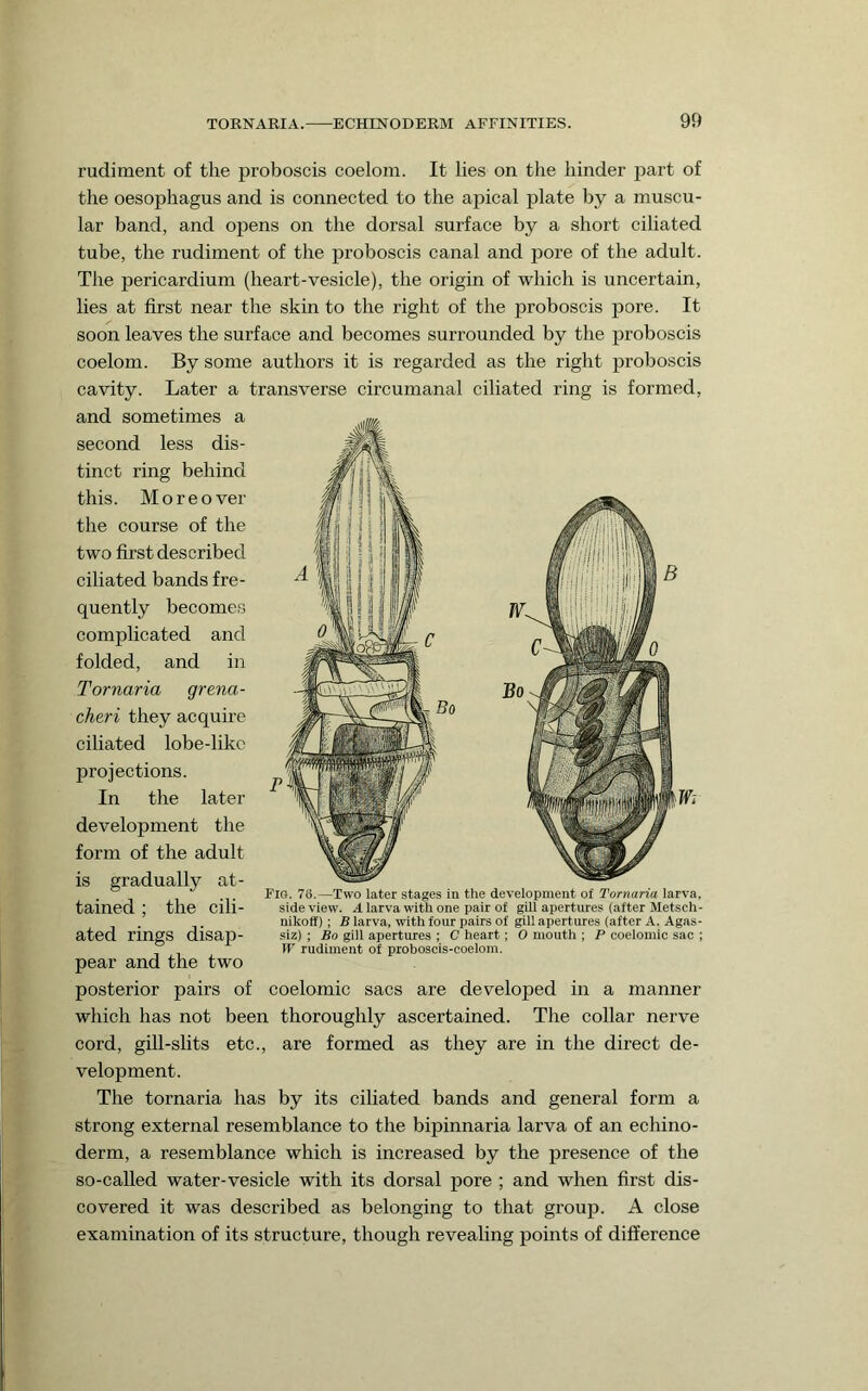 rudiment of the proboscis coelom. It lies on the hinder part of the oesophagus and is connected to the apical plate by a muscu- lar band, and opens on the dorsal surface by a short ciliated tube, the rudiment of the proboscis canal and pore of the adult. The pericardium (heart-vesicle), the origin of which is uncertain, lies at first near the skin to the right of the proboscis pore. It soon leaves the surface and becomes surrounded by the proboscis coelom. By some authors it is regarded as the right proboscis cavity. Later a transverse circumanal ciliated ring is formed, and sometimes a second less dis- tinct ring behind this. Moreover the course of the two first described ciliated bands fre- quently becomes complicated and folded, and in Tornaria grena- cheri they acquire ciliated lobe-like projections. In the later development the form of the adult is gradually at- . Fig. 76.—Two later stages in the development ol Tornana larva, tained ; the cili- side view, a larva with one pair of gill apertures (after Metsch- . nikoff) ; R larva, with four pairs of gill apertures (after A. Agas- ated rings disap- Slz) ; Bo glll apertures ; C heart; 0 mouth ; P coelomic sac ; W rudiment of proboscis-coelom. pear and the two posterior pairs of coelomic sacs are developed in a manner which has not been thoroughly ascertained. The collar nerve cord, gill-slits etc., are formed as they are in the direct de- velopment. The tornaria has by its ciliated bands and general form a strong external resemblance to the bipinnaria larva of an echino- derm, a resemblance which is increased by the presence of the so-called water-vesicle with its dorsal pore ; and when first dis- covered it was described as belonging to that group. A close examination of its structure, though revealing points of difference