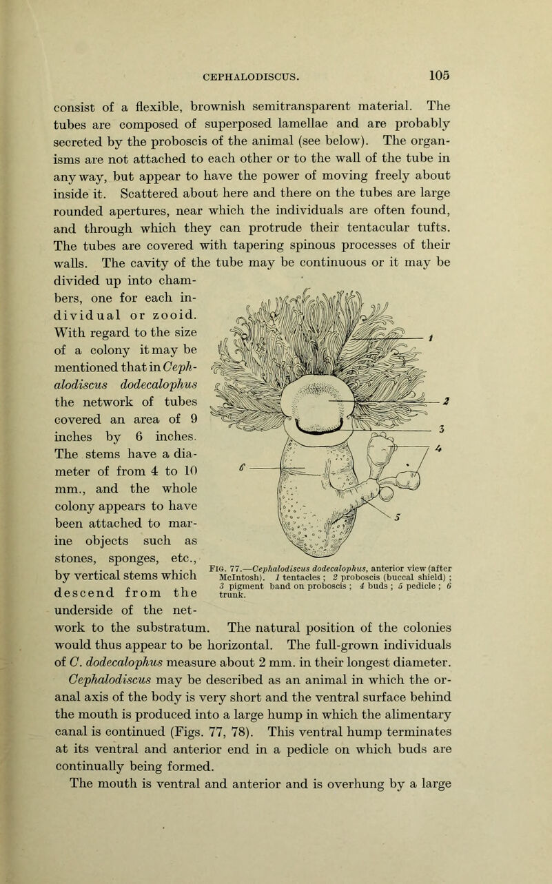 consist of a flexible, brownish semitransparent material. The tubes are composed of superposed lamellae and are probably secreted by the proboscis of the animal (see below). The organ- isms are not attached to each other or to the wall of the tube in anyway, but appear to have the power of moving freely about inside it. Scattered about here and there on the tubes are large rounded apertures, near which the individuals are often found, and through which they can protrude their tentacular tufts. The tubes are covered with tapering spinous processes of their walls. The cavity of the tube may be continuous or it may be divided up into cham- bers, one for each in- dividual or zooid. With regard to the size of a colony it may be mentioned that in Ceph- alodiscus dodecalophus the network of tubes covered an area of 9 inches by 6 inches. The stems have a dia- meter of from 4 to 10 mm., and the whole colony appears to have been attached to mar- ine objects such as stones, sponges, etc., by vertical stems which descend from the underside of the net- work to the substratum. The natural position of the colonies would thus appear to be horizontal. The full-grown individuals of C. dodecalophus measure about 2 mm. in their longest diameter. Cephalodiscus may be described as an animal in which the or- anal axis of the body is very short and the ventral surface behind the mouth is produced into a large hump in which the alimentary canal is continued (Figs. 77, 78). This ventral hump terminates at its ventral and anterior end in a pedicle on which buds are continually being formed. The mouth is ventral and anterior and is overhung by a large Fig. 77.—Cephalodiscus dodecalophus, anterior view (after McIntosh). 1 tentacles ; 2 proboscis (buccal shield) ; 3 pigment band on proboscis ; 4 buds ; 5 pedicle ; 6 trunk.