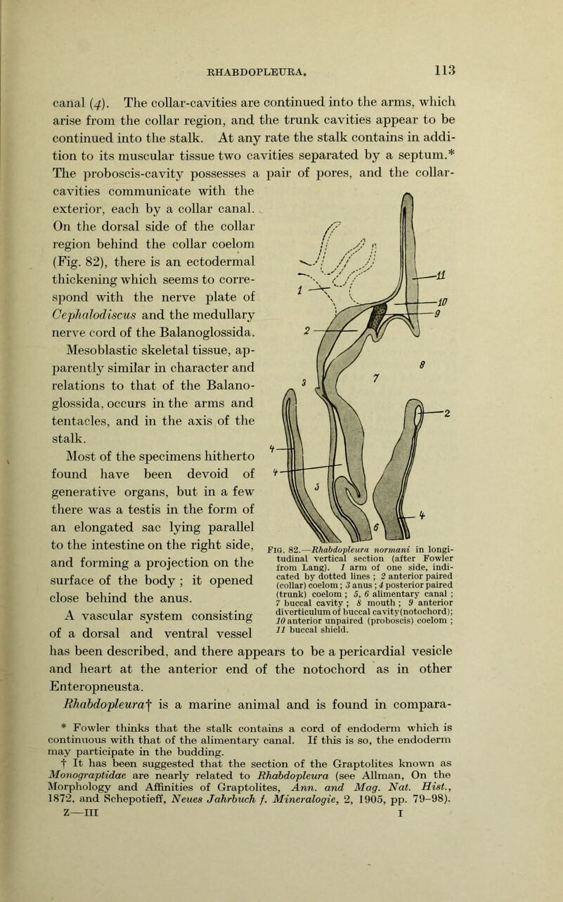 canal {4). The collar-cavities are continued into the arms, which arise from the collar region, and the trunk cavities appear to be continued into the stalk. At any rate the stalk contains in addi- tion to its muscular tissue two cavities separated by a septum.* The proboscis-cavity possesses a pair of pores, and the collar- cavities communicate with the exterior, each by a collar canal. On the dorsal side of the collar region behind the collar coelom (Fig. 82), there is an ectodermal thickening which seems to corre- spond with the nerve plate of Cephalodiscus and the medullary nerve cord of the Balanoglossida. Mesoblastic skeletal tissue, ap- parently similar in character and relations to that of the Balano- glossida, occurs in the arms and tentacles, and in the axis of the stalk. Most of the specimens hitherto found have been devoid of generative organs, but in a few there was a testis in the form of an elongated sac lying parallel to the intestine on the right side, and forming a projection on the surface of the body ; it opened close behind the anus. A vascular system consisting of a dorsal and ventral vessel has been described, and there appears to be a pericardial vesicle and heart at the anterior end of the notochord as in other Enteropneusta. Bhabdopleura'f is a marine animal and is found in compara- * Fowler thinks that the stalk contains a cord of endoderm which is continuous with that of the alimentary canal. If this is so, the endoderm may participate in the budding. t It has been suggested that the section of the Graptolites known as Monograptidae are nearly related to Rhabdopleura (see Allman, On the Morphology and Affinities of Graptolites, Ann. and Mag. Nat. Hist., 1872. and Schepotieff, Neues Jahrbuch f. Mineralogie, 2, 1905, pp. 79-98). Z—III I fia. 82.—Rhabdopleura normani in longi- tudinal vertical section (after Fowler from Lang). 1 arm of one side, indi- cated by dotted lines ; 2 anterior paired (collar) coelom; 3 anus ; 4 posterior paired (trunk) coelom ; 5, 6 alimentary canal ; 7 buccal cavity ; 8 mouth ; 9 anterior diverticulum of buccal cavity(notochord); 10 anterior unpaired (proboscis) coelom ; 11 buccal shield.