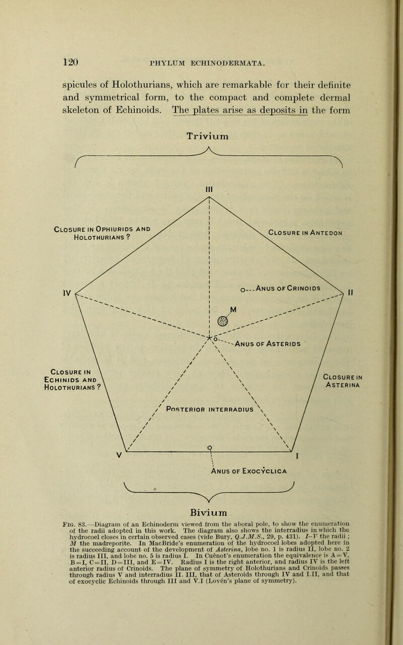 spicules of Holothurians, which are remarkable for their definite and symmetrical form, to the compact and complete dermal skeleton of Echinoids. The plates arise as deposits in the form Trivium III Bivium Fig. 83.—Diagram of an Echiiioderm viewed from the aboral pole, to show Die enumeration of the radii adopted in this work. The diagram also shows the interradius in wliich the hydrocoel closes in certain observed cases (vide Bury, Q.J.M.S., 29, p. 431). I-V the radii ; M the madreporite. In MacBride’s enumeration of the liydrocoel lobes adopted here in the succeeding account of the development of Asterina, lobe no. 1 is radius II, lobe no. 2 is radius III, and lobe no. 5 is radius I. In Cutoot’s enumeration the equivalence is A = V, B=I, C=II, D = III, and E = IV. Radius I is the right anterior, and radius IV is the left anterior radius of Crinoids. The plane of symmetry of Holothurians and Crinoids passes through radius V and interradius II. Ill, that of Asteroids through IV and I.II, and that of exocyclic Echinoids througli III and V,I (Lovfn’s plane of symmetry).