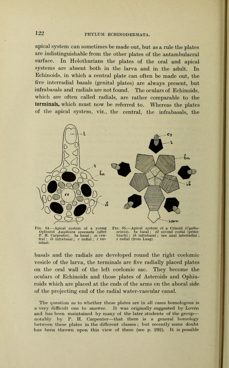 apical system can sometimes be made out, but as a rule the plates are indistinguishable from the other plates of the antambulacral surface. In Holothurians the plates of the oral and apical systems are absent both in the larva and in the adult. In Echinoids, in which a central plate can often be made out, the five interradial basals (genital plates) are always present, but infrabasals and radials are not found. The oculars of Echinoids, which are often called radials, are rather comparable to the terminals, which must now be referred to. Whereas the plates of the apical system, viz., the central, the infrabasals, the Fig. 84.—Apical system of a young Ophiurid AmpMura squamata (after P. H. Carpenter), ba basal; ce cen- tral ; ib infrabasal; r radial; t ter- minal. Flo. 85.—Apical system of a Crinoid (Cyatho- crinus). ba basal; c2 second costal (primi- brach) ; ib infrabasal; ian anal interradial ; r radial (from Lang). basals and the radials are developed round the right coelomic vesicle of the larva, the terminals are five radially placed plates on the oral wall of the left coelomic sac. They become the oculars of Echinoids and those plates of Asteroids and Ophiu- roids which are placed at the ends of the arms on the aboral side of the projecting end of the radial water-vascular canal. The question as to whether these plates are in all eases homologous is a very difficult one to answer. It was originally suggested by Loven and has been maintained by many of the later students of the group— notably by P. H. Carpenter—that there is a general homology between these plates in the different classes ; but recently some doubt has been thrown upon this view of them (see p. 292). It is possible