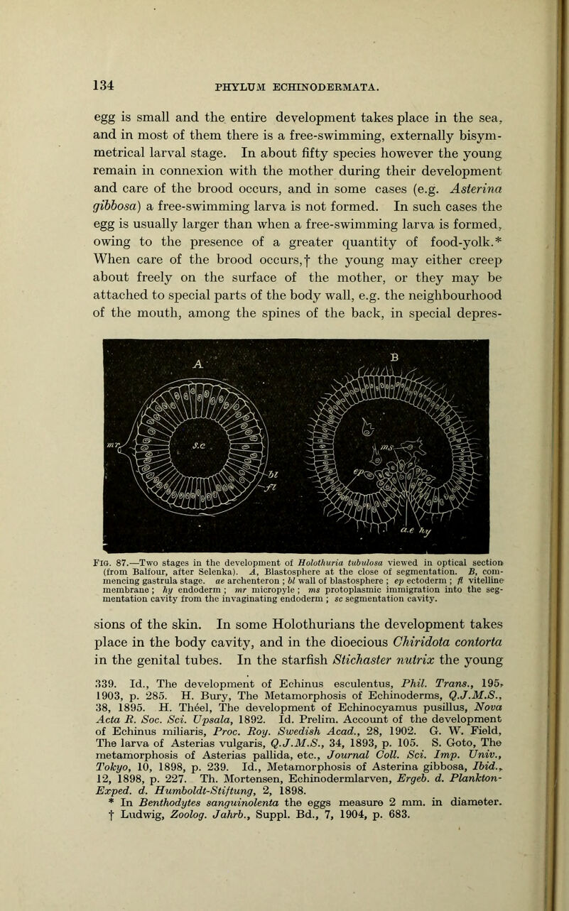 egg is small and the entire development takes place in the sea, and in most of them there is a free-swimming, externally bisym- metrical larval stage. In about fifty species however the young remain in connexion with the mother during their development and care of the brood occurs, and in some cases (e.g. Asterina gibbosa) a free-swimming larva is not formed. In such cases the egg is usually larger than when a free-swimming larva is formed, owing to the presence of a greater quantity of food-yolk.* When care of the brood occurs, f the young may either creep about freely on the surface of the mother, or they may be attached to special parts of the body wall, e.g. the neighbourhood of the mouth, among the spines of the back, in special depres- Fia. 87.—Two stages in the development of Holothuria tubulosa viewed in optical section (from Balfour, after Seleuka). A, Blastosphere at the close of segmentation. B, com- mencing gastrula stage, ae archenteron ; bl wall of blastosphere ; ep ectoderm ; fi vitelline membrane; hy endoderm ; mr mioropyle; ms protoplasmic immigration into the seg- mentation cavity from the invaginating endoderm ; sc segmentation cavity. sions of the skin. In some Holothurians the development takes place in the body cavity, and in the dioecious Chiridota contorta in the genital tubes. In the starfish Stichaster nutrix the young .139. Id., The development of Echinus esculentus, Phil. Trans., 195, 1903, p. 285. H. Bury, The Metamorphosis of Echinoderms, Q.J.M.S., 38, 1895. H. Th6el, The development of Echinocyamus pusillus. Nova Acta R. Soc. Sci. Vpsala, 1892. Id. Prelim. Account of the development of Echinus miliaris, Proc. Roy. Swedish Acad., 28, 1902. G. W. Field, The larva of Asterias vulgaris, Q.J.M.S., 34, 1893, p. 105. S. Goto, The metamorphosis of Asterias pallida, etc.. Journal Coll. Sci. Imp. Univ., Tokyo, 10, 1898, p. 239. Id., Metamorphosis of Asterina gibbosa. Ibid., 12, 1898, p. 227. Th. Mortensen, Echinodermlarven, Ergeh. d. Plankton- Exped. d. Humboldt-Stiftung, 2, 1898. * In Benthodytes sanguinolenta the eggs measure 2 mm. in diameter, t Ludwig, Zoolog. Jahrb., Suppl. Bd., 7, 1904, p. 683.