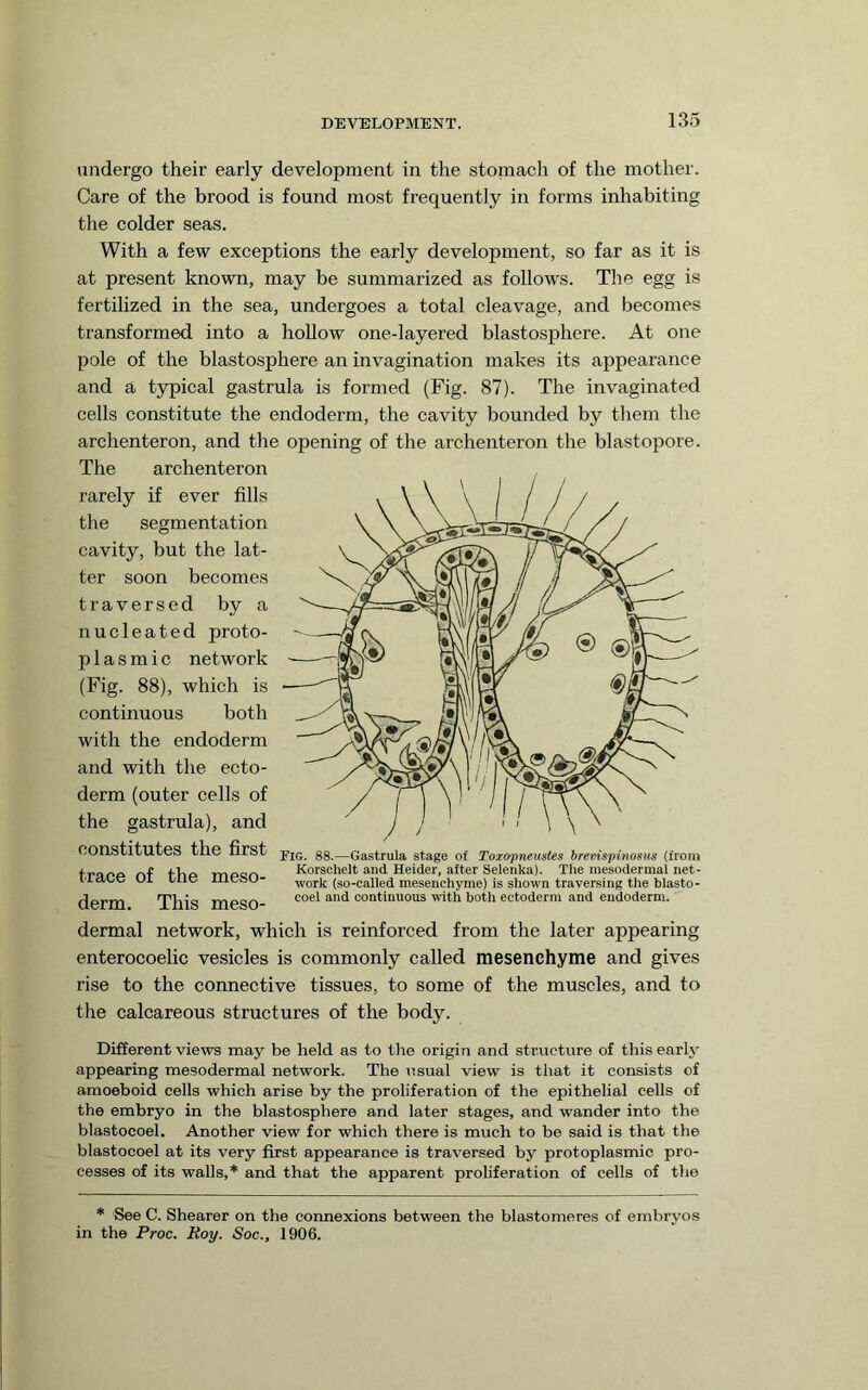 undergo their early development in the stomach of the mother. Care of the brood is found most frequently in forms inhabiting the colder seas. With a few exceptions the early development, so far as it is at present known, may be summarized as follows. The egg is fertilized in the sea, undergoes a total eleavage, and becomes transformed into a hollow one-layered blastosphere. At one pole of the blastosphere an invagination makes its appearance and a t5rpical gastrula is formed (Fig. 87). The invaginated cells constitute the endoderm, the cavity bounded by them the archenteron, and the opening of the archenteron the blastopore. The archenteron rarely if ever fills the segmentation cavity, but the lat- ter soon becomes traversed by a nucleated proto- plasmic network (Fig. 88), which is continuous both with the endoderm and with the ecto- derm (outer eells of the gastrula), and constitutes the first j-jq gg—Gastrula stage of Toxopneustes brevispinosus (from traee nf thp mpsjn Korschelt and Heider, after Selenka). The mesodermal net- I’lace ui Lire mesu- work (so-called mesenchyme) is shown traversing the blasto- derm This meSO- continuous with both ectoderm and endoderm. dermal network, which is reinforced from the later appearing enterocoelic vesicles is commonly called mesenchyme and gives rise to the connective tissues, to some of the muscles, and to the calcareous structures of the body. Different views may be held as to the origin and structure of this early appearing mesodermal network. The usual view is that it consists of amoeboid cells which arise by the proliferation of the epithelial cells of the embryo in the blastosphere and later stages, and wander into the blastocoel. Another view for which there is much to be said is that the blastocoel at its very first appearance is traversed by protoplasmic pro- cesses of its walls,* and that the apparent proliferation of cells of the * See C. Shearer on the connexions between the blastomeres of embryos in the Proc. Roy. Soc., 1906.