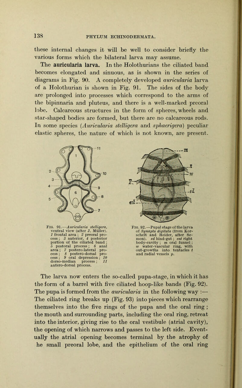 these internal changes it will be well to consider briefly the various forms which the bilateral larva may assume. The auricularia larva. In the Holothurians the ciliated band becomes elongated and sinuous, as is shown in the series of diagrams in Fig. 90. A completely developed auricularia larva of a Holothurian is shown in Fig. 91. The sides of the bodj^ are prolonged into processes which correspond to the arms of the bipinnaria and pluteus, and there is a well-marked preoral lobe. Caleareous structures in the form of spheres, wheels and star-shaped bodies are formed, but there are no calcareous rods. In some species {Auricularia stelligera and sphaerigera) peculiar elastic spheres, the nature of whieh is not known, are present. The larva now enters the so-called pupa-stage, in which it has the form of a barrel with five ciliated hoop-like bands (Fig. 92). The pupa is formed from the auricularia in the following way :— The ciliated ring breaks up (Fig. 93) into pieces which rearrange themselves into the five rings of the pupa and the oral ring ; the mouth and surrounding parts, including the oral ring, retreat into the interior, giving rise to the oral vestibule (atrial cavity), the opening of whieh narrows and passes to the left side. Event- ually the atrial opening becomes terminal by the atrophy of he small preoral lobe, and the epithelium of the oral ring Fig. 91.—Auricularia stelligera, ventral view (after J. Muller). 1 frontal area ; 2 preoral pro- cess ; 3 anterior, i posterior portion of the ciliated band ; 5 postoral process; 6 anal area; 7 postero-lateral pro- cess ; 8 postero-dorsal pro- cess ; 9 oral depression; 10 dorso-median process; 11 antero-dorsal process. Fig. 92.—Pupal stage of the larva of Synapta digitata (from Kor- schelt and Heider, after Se- mon). ed hind-gut; ent right body-cavity ; m oral funnel ; w water-vascular ring, with out-growths into tentacles t and radial vessels p.