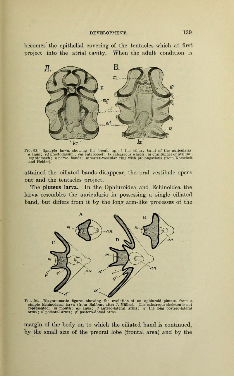 becomes the epithelial covering of the tentacles which at first project into the atrial cavity. When the adult condition is Fia. 93.—Synapta larva, showing the break up of the ciliary band of the a’uricularia. a anus ; ed prootodaeum ; ent enterocoel; kr calcareous wheels ; m oral funnel or atrium ; mg stomach ; n nerve bands ; w water-vascular ring with prolongations (from Korschelt and Heider). attained the ciliated bands disappear, the oral vestibule opens out and the tentacles project. The pluteus larva. In the Ophiuroidea and Echinoidea the larva resembles the auricularia in possessing a single ciliated band, but differs from it by the long arm-like processes of the Fio. 94.—Diagrammatic figures showing the evolution of an ophiuroid pluteus from a simple Echinoderm larva (from Balfour, after J. Muller). The calcareous skeleton is not represented, m mouth ; on anus ; d antero-lateral arms ; d' the long postero-lateral arms ; e' postoral arms ; g’ postero-dorsal arms. margin of the body on to which the ciliated band is continued, by the small size of the preoral lobe (frontal area) and by the