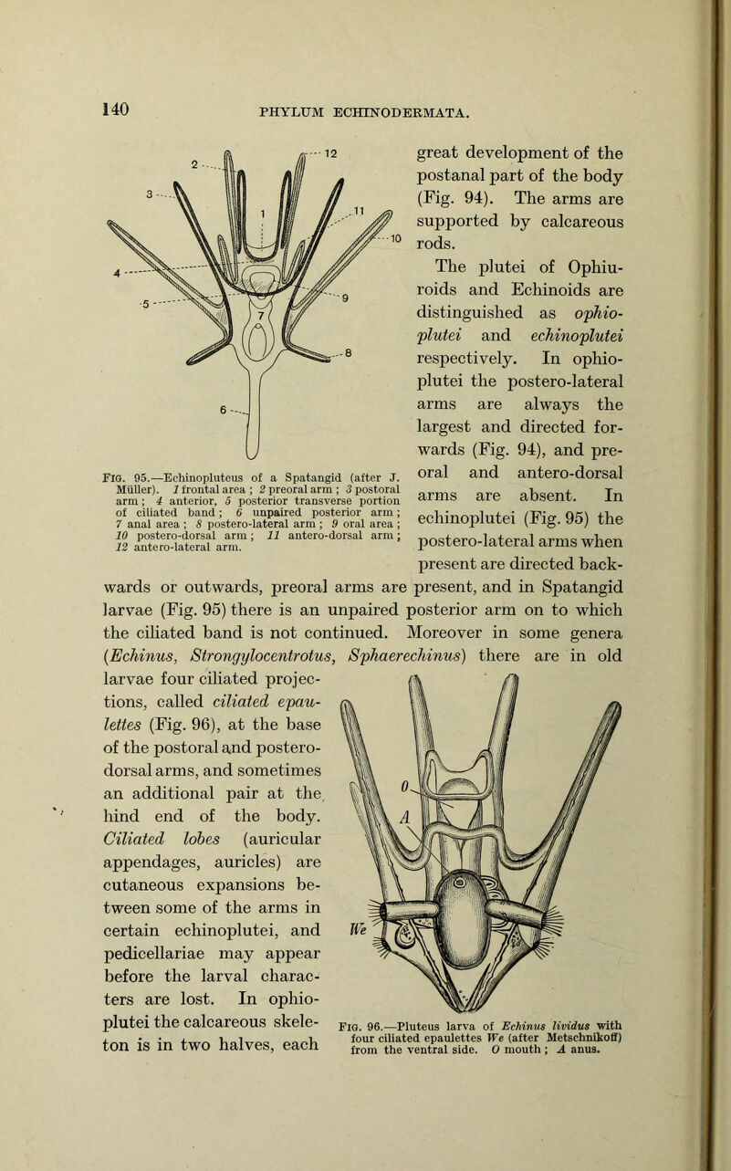 great development of the postanal part of the body (Fig. 94). The arms are supported by calcareous rods. The plutei of Ophiu- roids and Echinoids are distinguished as ophio- plutei and echinoplutei respectively. In ophio- plutei the postero-lateral arms are always the largest and directed for- wards (Fig. 94), and pre- oral and antero-dorsal arms are absent. In echinoplutei (Fig. 95) the postero-lateral arms when present are directed back- wards or outwards, preoral arms are present, and in Spatangid larvae (Fig. 95) there is an unpaired posterior arm on to which the ciliated band is not continued. Moreover in some genera {Echinus, Strongylocentrotus, Sphaerechinus) there are in old larvae four ciliated projec- tions, called ciliated epau- lettes (Fig. 96), at the base of the postoral and postero- dorsalarms, and sometimes an additional pair at the hind end of the body. Ciliated lobes (auricular appendages, auricles) are cutaneous expansions be- tween some of the arms in certain echinoplutei, and pedicellariae may appear before the larval charac- ters are lost. In ophio- plutei the calcareous skele- ton is in two halves, each Fig. 95.—Echinopluteus of a Spatangid (after J. Mtiller). f frontal area ; 2 preoral arm; 5 postoral arm; 4 anterior, 5 posterior transverse portion of ciiiated band; 6 unpaired posterior arm; 7 anai area ; 8 postero-iateral arm ; 9 oral area ; 10 postero-dorsal arm; 11 antero-dorsal arm; 12 antero-lateral arm.