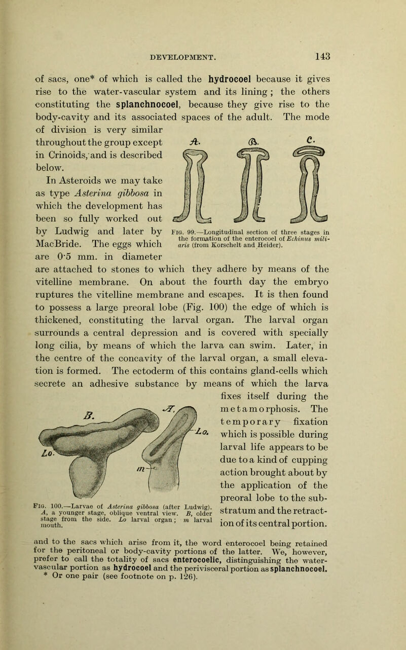 Fio. 99.—Longitudinal section of three stages in the formation of tlie enterocoel of Echinus mili- aris (from Korschelt and Heider). of sacs, one* of which is called the hydrocoel because it gives rise to the water-vascular system and its lining ; the others constituting the splanchnocoel, because they give rise to the body-cavity and its associated spaces of the adult. The mode of division is very similar throughout the group except in Crinoids, and is described below. In Asteroids we may take as type Asterina gibbosa in which the development has been so fully worked out by Ludwig and later by MacBride. The eggs which are 0'5 mm. in diameter are attached to stones to which they adhere by means of the vitelline membrane. On about the fourth day the embryo ruptures the vitelline membrane and escapes. It is then found to possess a large preoral lobe (Fig. 100) the edge of which is thickened, constituting the larval organ. The larval organ surrounds a central depression and is covered with specially long cilia, by means of which the larva can swim. Later, in the centre of the concavity of the larval organ, a small eleva- tion is formed. The ectoderm of this contains gland-cells which secrete an adliesive substance by means of which the larva fixes itself during the metamorphosis. The temporary fixation which is possible during larval life appears to be due to a kind of cupping action brought about by the apphcation of the preoral lobe to the sub- stratum and the retract- ion of its central portion. Fig. 100.—Larvae of Asterina gibbosa (after Ludwig). Ay a younger stage, oblique ventral view. B, older stage from the side. Lo larval organ; m larval mouth. and to the sacs wliich arise from it, the word enterocoel being retained for the peritoneal or body-cavity portions of the latter. We, however, prefer to call the totality of sacs enterocoelic, distinguishing the water- vascular portion as hydrocoel and the perivisceral portion as splanchnocoel. * Or one pair (see footnote on p. 126).