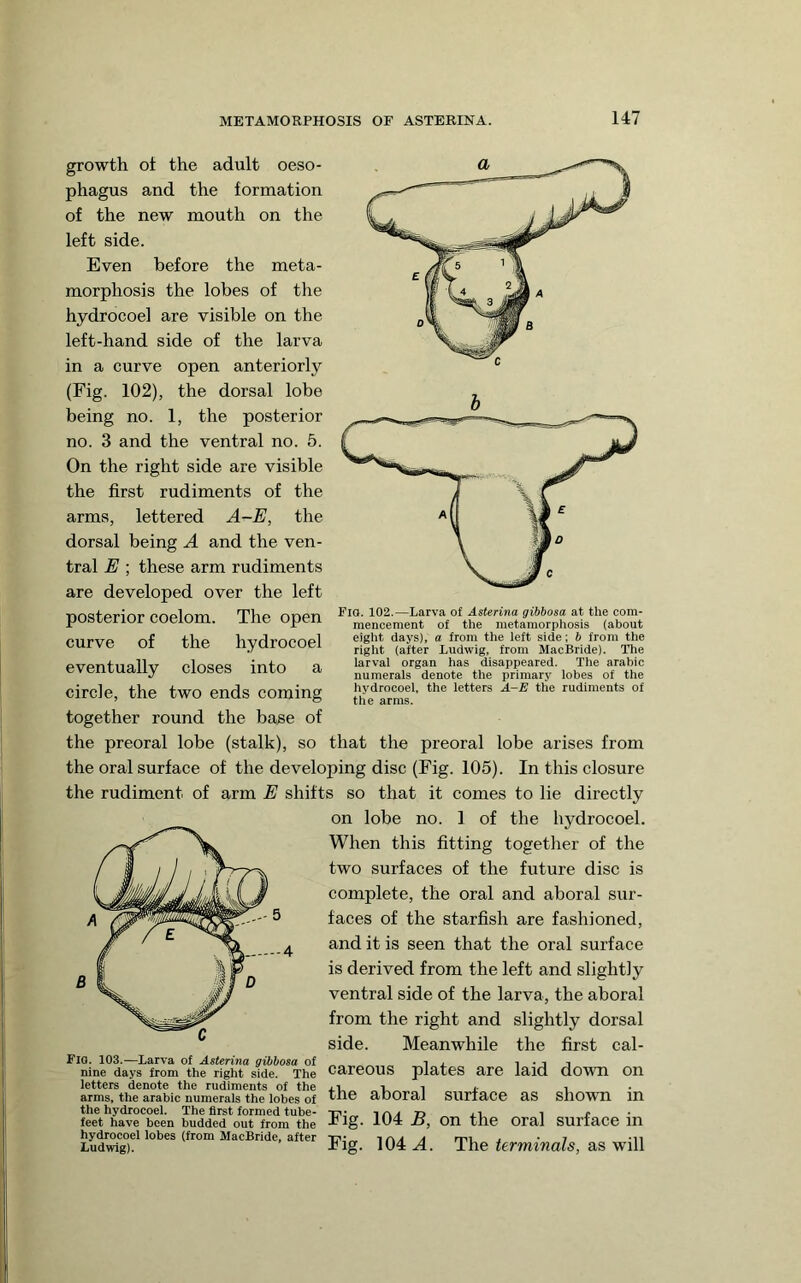 growth oi the adult oeso- phagus and the formation of the new mouth on the left side. Even before the meta- morphosis the lobes of the hydrocoel are visible on the left-hand side of the larva in a curve open anteriorly (Fig. 102), the dorsal lobe being no. 1, the posterior no. 3 and the ventral no. 5. On the right side are visible the first rudiments of the arms, lettered A-E, the dorsal being A and the ven- tral E ; these arm rudiments are developed over the left posterior coelom. The open curve of the hydrocoel eventually closes into a circle, the two ends coming together round the base of the preoral lobe (stalk), so that the preoral lobe arises from the oral surface of the developing disc (Fig. 105). In this closure Fio. 102.—Larva of Asterina gibbosa at the com- mencement of the metamorpliosis (about eight days), a from the left side; b from the right (after Ludwig, from MacBride). The larval organ has disappeared. The arabic numerals denote the primary lobes of the hydrocoel, the letters A-E the rudiments of the arms. the rudiment of arm E shifts so that it comes to lie directly Fig. 103.—Larva of Asterina gibbosa of nine days from the right side. The letters denote the rudiments of the arms, the arabic numerals the lobes of the hydrocoel. The first formed tube- feet have been budded out from the hydrocoel lobes (from MacBride, after Ludwig). on lobe no. 1 of the hydrocoel. When this fitting together of the two surfaces of the future disc is complete, the oral and aboral sur- faces of the starfish are fashioned, and it is seen that the oral surface is derived from the left and slightly ventral side of the larva, the aboral from the right and slightly dorsal side. Meanwhile the first cal- careous plates are laid down on the aboral surface as showm in Fig. 104 B, on the oral surface in Fig. 104 .4. The terminals, as will