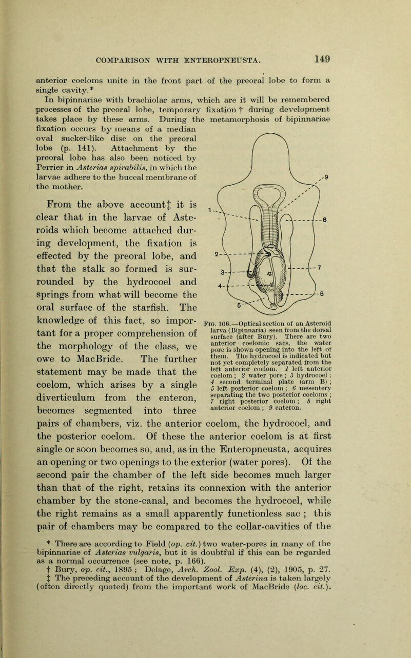 anterior coeloms unite in the front part of the preoral lobe to form a single cavity.* In bipinnariae with brachiolar arms, which are it will be remembered processes of the preoral lobe, temporary fixation f during development takes place by these arms. During the metamorphosis of bipinnariae fixation occurs by means of a median oval sucker-like disc on the preoral lobe (p. 141). Attachment by the preoral lobe has also been noticed by Perrier in Asterias spirabilis, in which the larvae adhere to the buccal membrane of the mother. From the above accountf it is clear that in the larvae of Aste- roids which become attached dur- ing development, the fixation is effected by the preoral lobe, and that the stalk so formed is sur- rounded by the hydrocoel and springs from what will become the oral surface of the starfish. The knowledge of this fact, so impor- tant for a proper comprehension of the morphology of the class, we owe to MacBride. The further statement may be made that the coelom, which arises by a single diverticulum from the enteron, becomes segmented into three pairs of chambers, viz. the anterior coelom, the hydrocoel, and the posterior coelom. Of these the anterior coelom is at first single or soon becomes so, and, as in the Enteropneusta, acquires an opening or two openings to the exterior (water pores). Of the second pair the chamber of the left side becomes much larger than that of the right, retains its connexion with the anterior chamber by the stone-canal, and becomes the hydrocoel, while the right remains as a small apparently functionless sac ; this pair of chambers may be compared to the collar-cavities of the * There are according to Field (op. cit.) two water-pores in many of the bipinnariae of Asterias vulgaris, but it is doubtful if this can be regarded as a normal occurrence (see note, p. 166). t Bury, op. cit., 1895 ; Delage, Arch. Zool. Exp. (4), (2), 1905, p. 27. t The preceding account of the development of Asterina is taken largely (often directly quoted) from the important work of MacBride (loc. cit.). Fio. 106.—Optical section of an Asteroid larva (Bipinnaria) seen from the dorsal surface (after Bury). There are two anterior coelomic sacs, the water pore is shown opening into the left of them. The hydrocoel is indicated but not yet completely separated from the left anterior coelom. 1 left anterior coelom ; 2 water pore ; 3 hydrocoel; 4 second terminal plate (arm B) ; 5 left posterior coelom ; 6 mesentery separating the two posterior coeloms ; 7 right posterior coelom; 8 right anterior coelom ; 9 enteron.