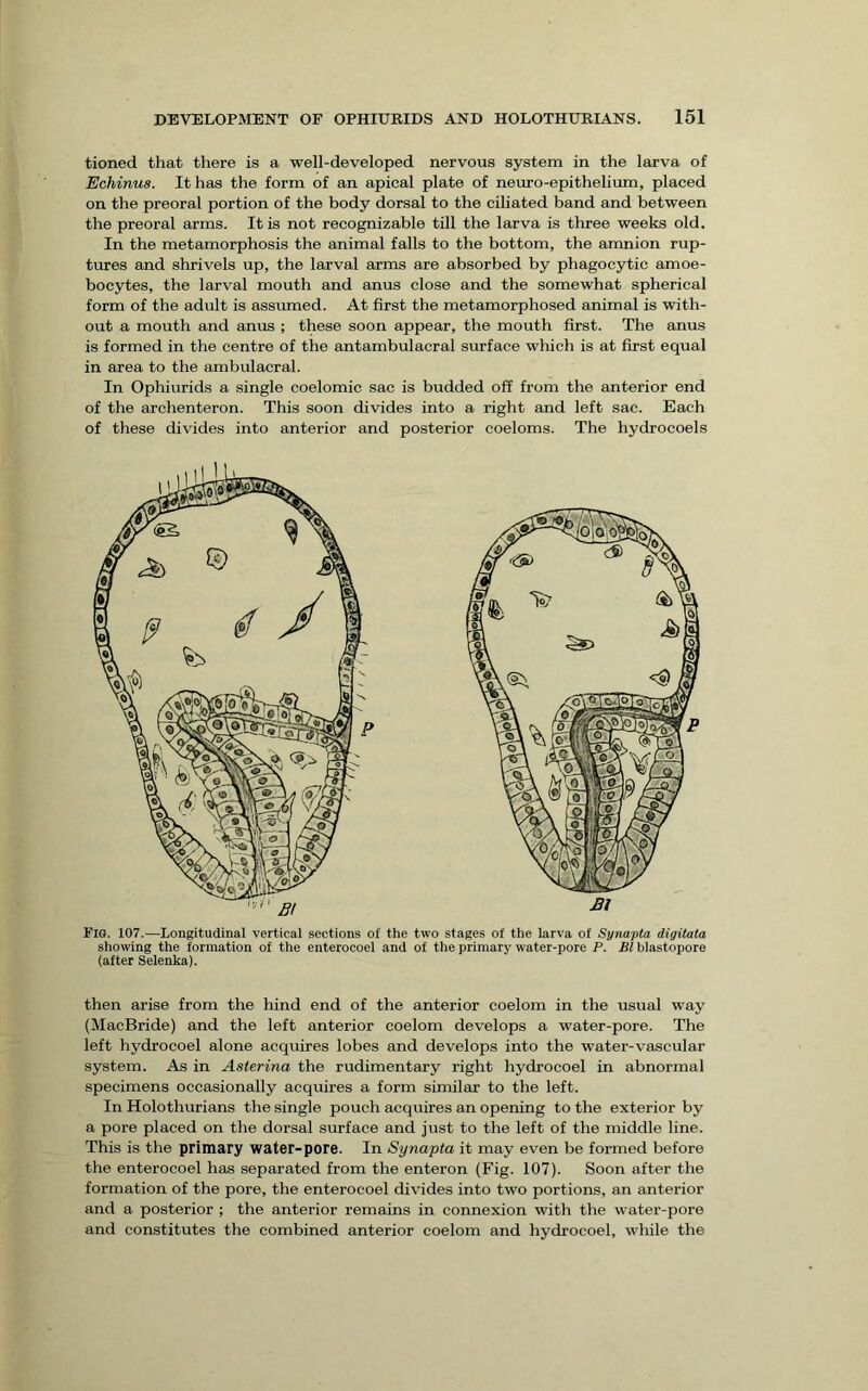 tioned that there is a well-developed nervous system in the larva of Echinus. It has the form of an apical plate of neuro-epithelium, placed on the preoral portion of the body dorsal to the ciliated band and between the preoral arms. It is not recognizable till the larva is three weeks old. In the metamorphosis the animal falls to the bottom, the amnion rup- tures and shrivels up, the larval arms are absorbed by phagocytic amoe- bocytes, the larval mouth and anus close and the somewhat spherical form of the adult is assmned. At first the metamorphosed animal is with- out a mouth and anus ; these soon appear, the mouth first. The anus is formed in the centre of the antambulacral surface which is at first equal in area to the ambulacral. In Ophiurids a single coelomic sac is budded off from the anterior end of the archenteron. This soon divides into a right and left sac. Each of these divides into anterior and posterior coeloms. The hydrocoels Fig. 107.—Longitudinal vertical sections of the two stages of the larva of Synapta digitata showing the formation of the enterocoel and of the primary water-pore P. Bl blastopore (after Selenka). then arise from the hind end of the anterior coelom in the usual way (MacBride) and the left anterior coelom develops a water-pore. The left hydrocoel alone acquires lobes and develops into the water-vascular system. As in Asterina the rudimentary right hydrocoel in abnormal specimens occasionally acquires a form similar to the left. In Holothurians the single pouch acquires an opening to the exterior by a pore placed on the dorsal surface and just to the left of the middle line. This is the primary water-pore. In Synapta it may even be formed before the enterocoel has separated from the enteron (Fig. 107). Soon after the formation of the pore, the enterocoel divides into two portions, an anterior and a posterior ; the anterior remains in connexion with the water-pore and constitutes the combined anterior coelom and hydrocoel, while the