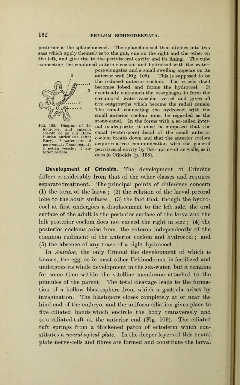 posterior is the splanchnocoel. The splanchnocoel then divides into two sacs which apply themselves to the gut, one on the right and the other on the left, and give rise to the perivisceral cavity and its lining. The tube connecting the combined anterior coelom and hydrocoel with the water- pore elongates and a small swelling appears on its anterior wall (Fig. 108). This is supposed to be the reduced anterior coelom. The vesicle itself becomes lobed and forms the hydrocoel. It eventually surrounds the oesophagus to form the circumoral water-vascular vessel and gives off five outgrowths which become the radial canals. The canal connecting the hydrocoel with the small anterior coelom must be regarded as the stone-canal. In the forms with a so-called inter- nal madreporite, it must be supposed that the canal (water-pore) distal of the small anterior coelom breaks down and that the anterior coelom acquires a free communication with the general perivisceral cavity by the rupture of its walls, as it does in Crinoids (p. 158). Crinoids. The development of Crinoids differs considerably from that of the other classes and requires separate treatment. The principal points of difference concern (1) the form of the larva ; (2) the relation of the larval preoral lobe to the adult surfaces ; (3) the fact that, though the hydro- coel at first undergoes a displacement to the left side, the oral surface of the adult is the posterior surface of the larva and the left posterior coelom does not exceed the right in size ; (4) the posterior coeloms arise from the enteron independently of the common rudiment of the anterior coelom and hydrocoel; and (5) the absence of any trace of a right hydrocoel. In Antedon, the only Crinoid the development of which is known, the egg, as in most other Echinoderms, is fertilized and undergoes its whole development in the sea-water, but it remains for some time within the vitelline membrane attached to the pinnules of the parent. The total cleavage leads to the forma- tion of a hollow blastosphere from which a gastrula arises by invagination. The blastopore closes completely at or near the hind end of the embryo, and the uniform ciliation gives place to five ciliated bands which encircle the body transversely and to a ciliated tuft at the anterior end (Fig. 109). The ciliated tuft springs from a thickened patch of ectoderm which con- stitutes a neural apical plate. In the deeper layers of this neural plate nerve-cells and fibres are formed and constitute the larval 5 Fig. 108.—Diagram of the hydrocoel and anterior coelom of an old Holo- thurian auricularia (after Bury). 1 water-pore; 2 pore canal; 3 sand-canal; 4 polian vesicle; 5 an- terior coelom. Development of