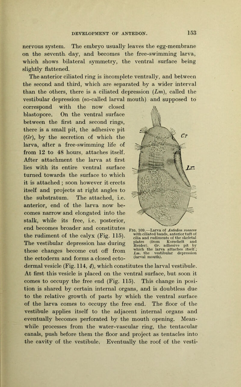 nervous system. The embryo usually leaves the egg-membrane on the seventh day, and becomes the free-swimming larva, which shows bilateral symmetry, the ventral surface being slightly flattened. The anterior ciliated ring is incomplete ventrally, and between the second and third, which are separated by a wider interval than the others, there is a ciliated depression {Lm), called the vestibular depression (so-called larval mouth) and supposed to correspond with the now closed blastopore. On the ventral surface between the first and second rings, there is a small pit, the adhesive pit {Or), by the secretion of which the larva, after a free-swimming life of from 12 to 48 hours, attaches itself. After attachment the larva at first lies with its entire ventral surface turned towards the surface to which it is attached ; soon however it erects itself and projects at right angles to the substratum. The attached, i.e. anterior, end of the larva now be- comes narrow and elongated into the stalk, while its free, i.e. posterior, end becomes broader and constitutes the rudiment of the calyx (Fig. 115). The vestibular depression has during these changes become cut ofi from the ectoderm and forms a closed ecto- dermal vesicle (Fig. 114, 4), which constitutes the larval vestibule. At first this vesicle is placed on the ventral surface, but soon it comes to occupy the free end (Fig. 115). This change in posi- tion is shared by certain internal organs, and is doubtless due to the relative growth of parts by which the ventral surface of the larva comes to occupy the free end. The floor of the vestibule applies itself to the adjacent internal organs and eventually becomes perforated by the mouth opening. Mean- while processes from the water-vascular ring, the tentacular canals, push before them the floor and project as tentacles into the cavity of the vestibule. Eventually the roof of the vesti- Fio. 109.—Larva of Antedon rosacea with ciliated bands, anterior tuft of cilia and rudiments of the skeietal plates (from Korschelt and Heider). Gr. adhesive pit by which the larva attaches itself ; Lm. the vestibular depression (iarval mouth).