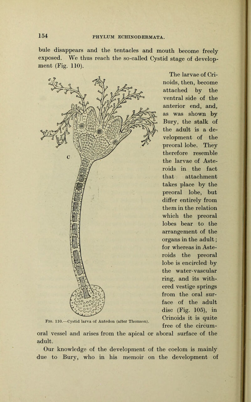 bule disappears and the tentacles and mouth become freely exposed. We thus reach the so-called Cystid stage of develop- ment (Fig. 110). The larvae of Cri- noids, then, become attached by the ventral side of the anterior end, and, as was shown by Bury, the stalk of the adult is a de- velopment of the preoral lobe. They therefore resemble the larvae of Aste- roids in the fact that attachment takes place by the preoral lobe, but differ entirely from them in the relation which the preoral lobes bear to the arrangement of the organs in the adult; for whereas in Aste- roids the preoral lobe is encircled by the water-vascular ring, and its with- ered vestige springs from the oral sur- face of the adult disc (Fig. 105), in Crinoids it is quite free of the circum- oral vessel and arises from the apical or aboral surface of the adult. Our knowledge of the development of the coelom is mainly due to Bury, who in his memoir on the development of Fig. 110.—Cystid larva of Antedon (after Thomson).